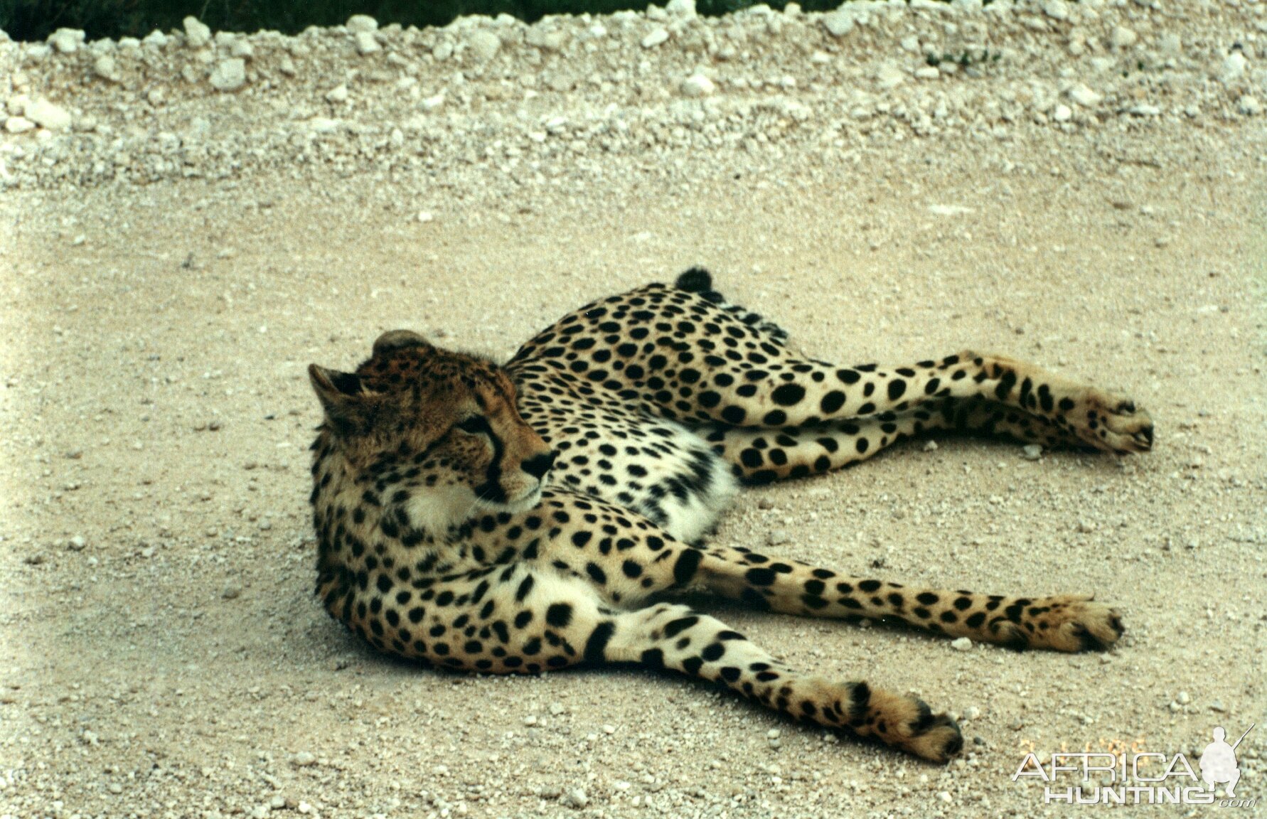 Cheetah at Etosha National Park in Namibia