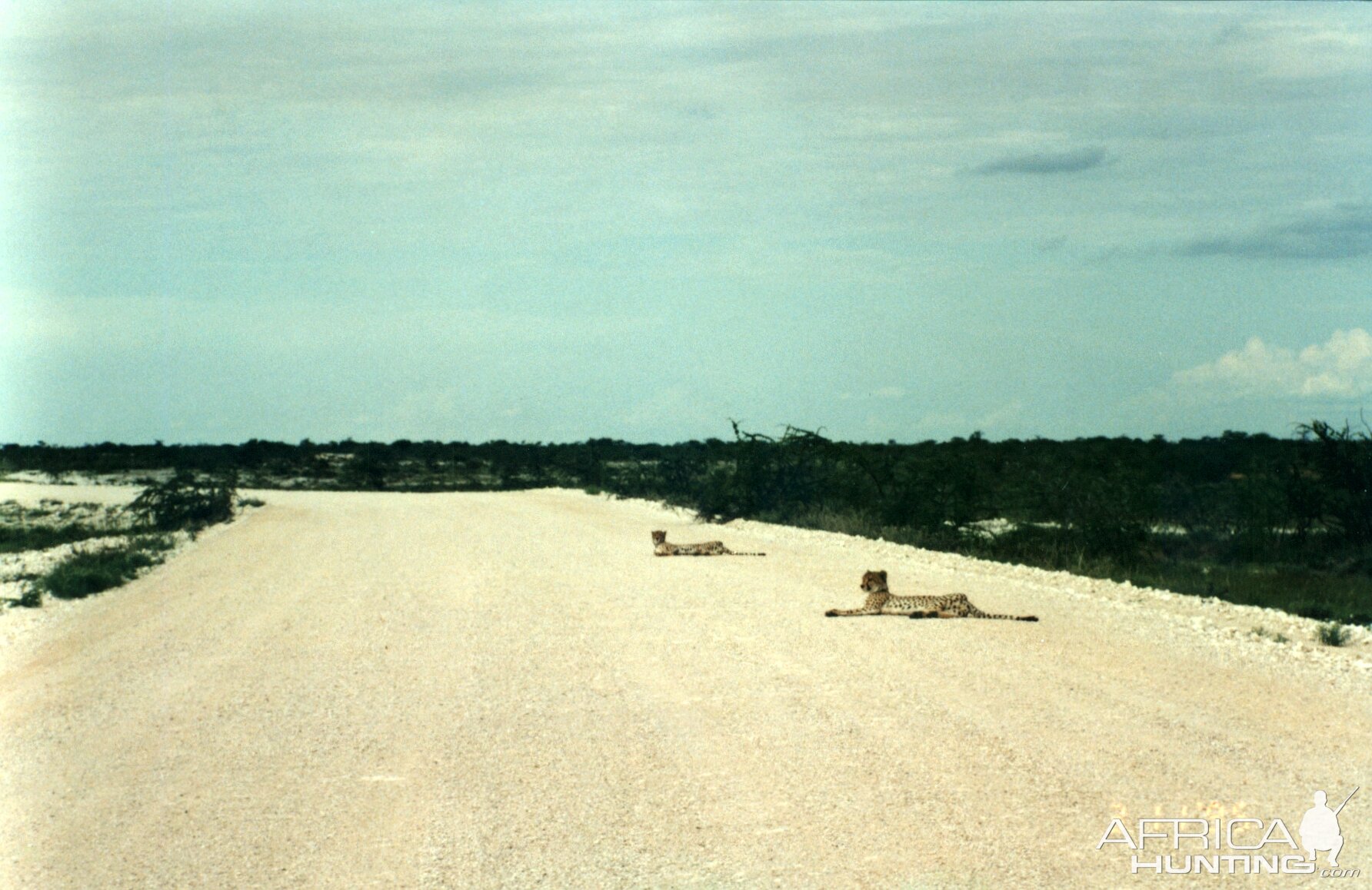 Cheetah at Etosha National Park in Namibia