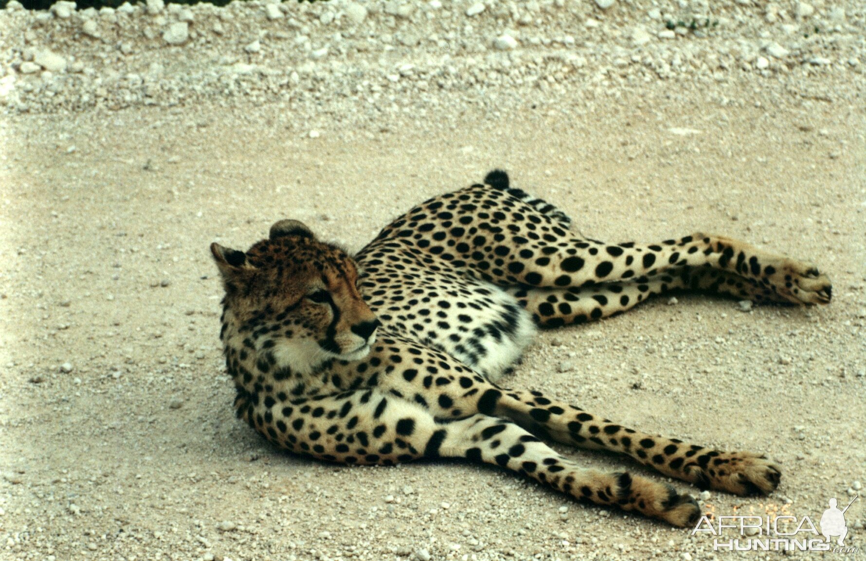 Cheetah at Etosha National Park in Namibia