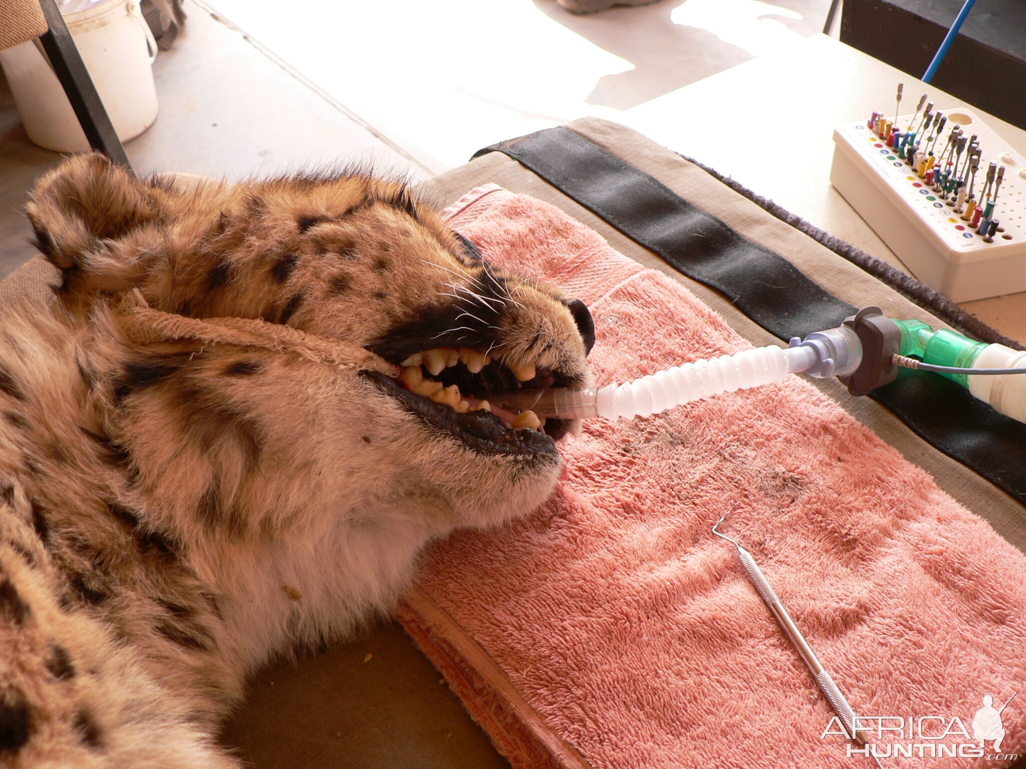 Cheetah at the Cheetah Conservation Fund in Namibia