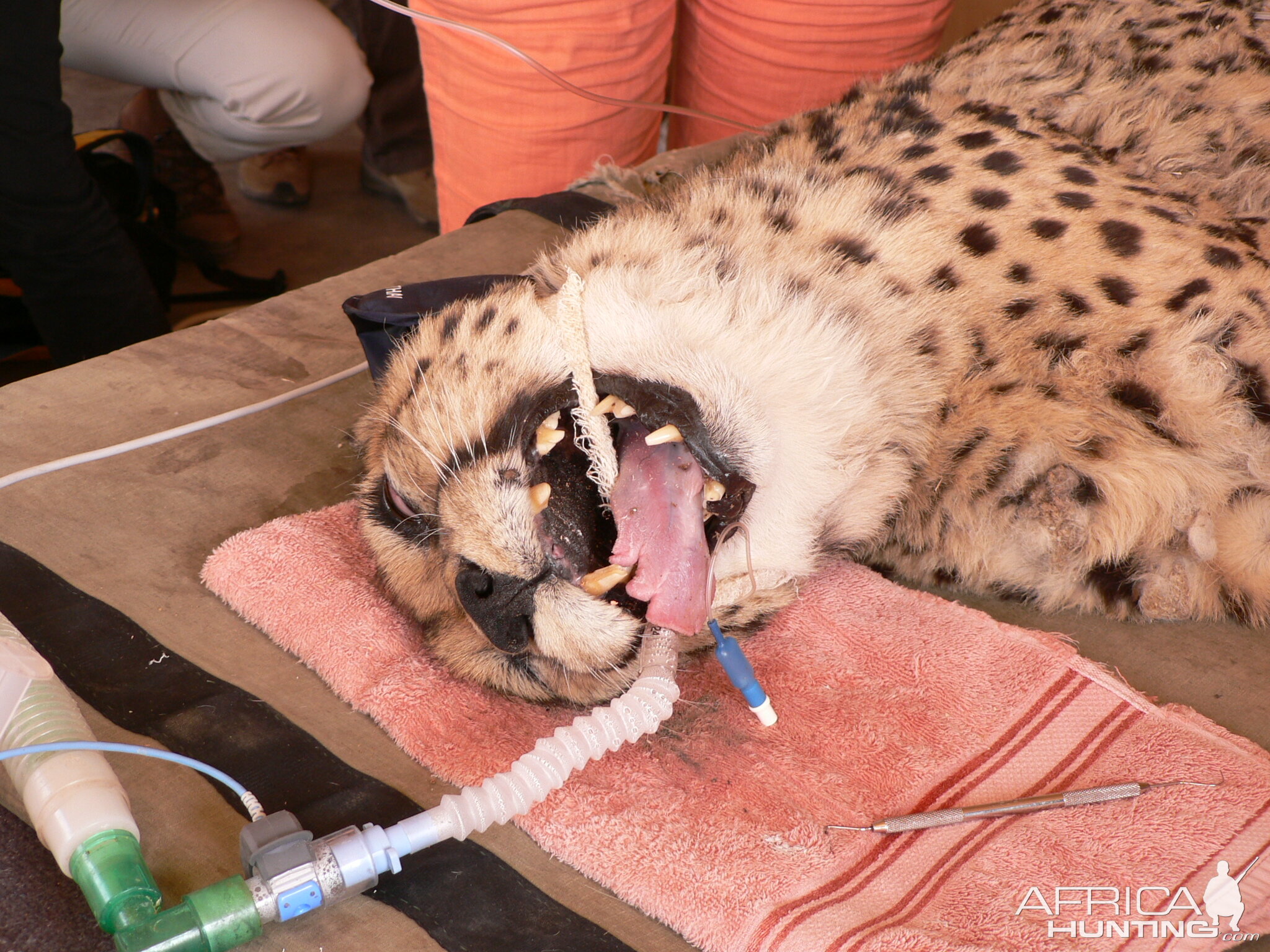 Cheetah at the Cheetah Conservation Fund in Namibia