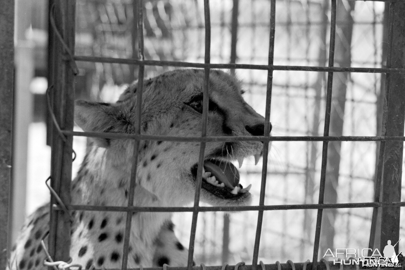 Cheetah being relocated by Cheetah Conservation Fund (CCF)