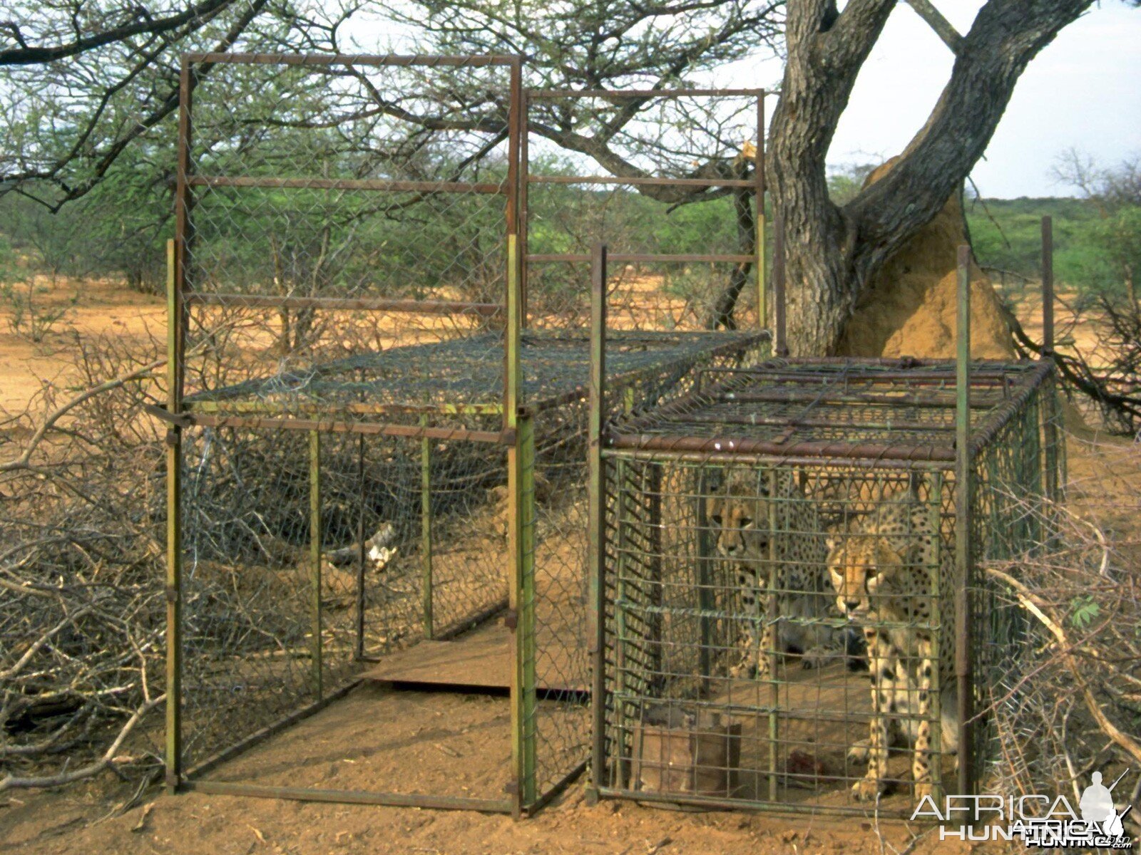 Cheetah being relocated by Cheetah Conservation Fund (CCF)