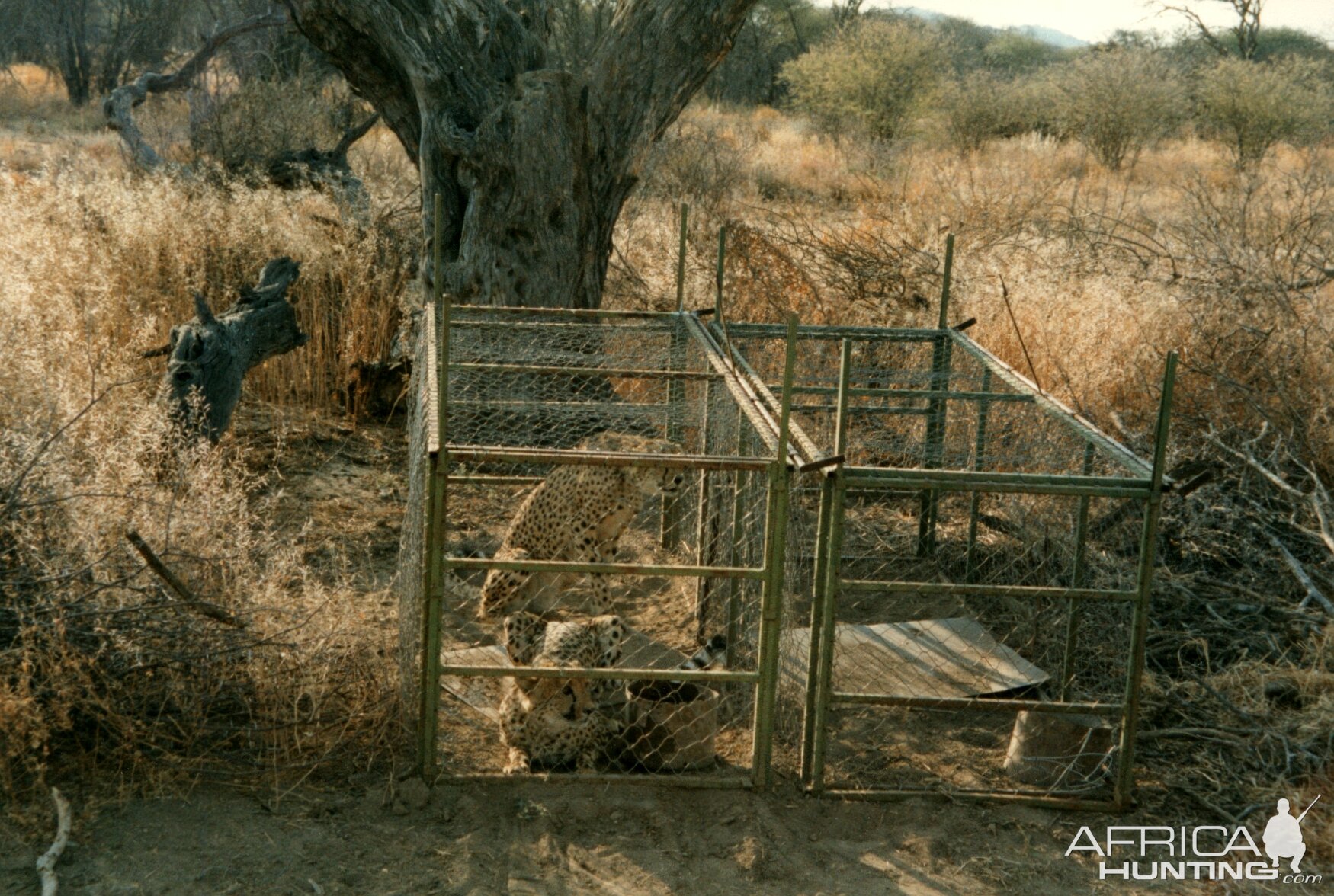 Cheetah Capture Namibia