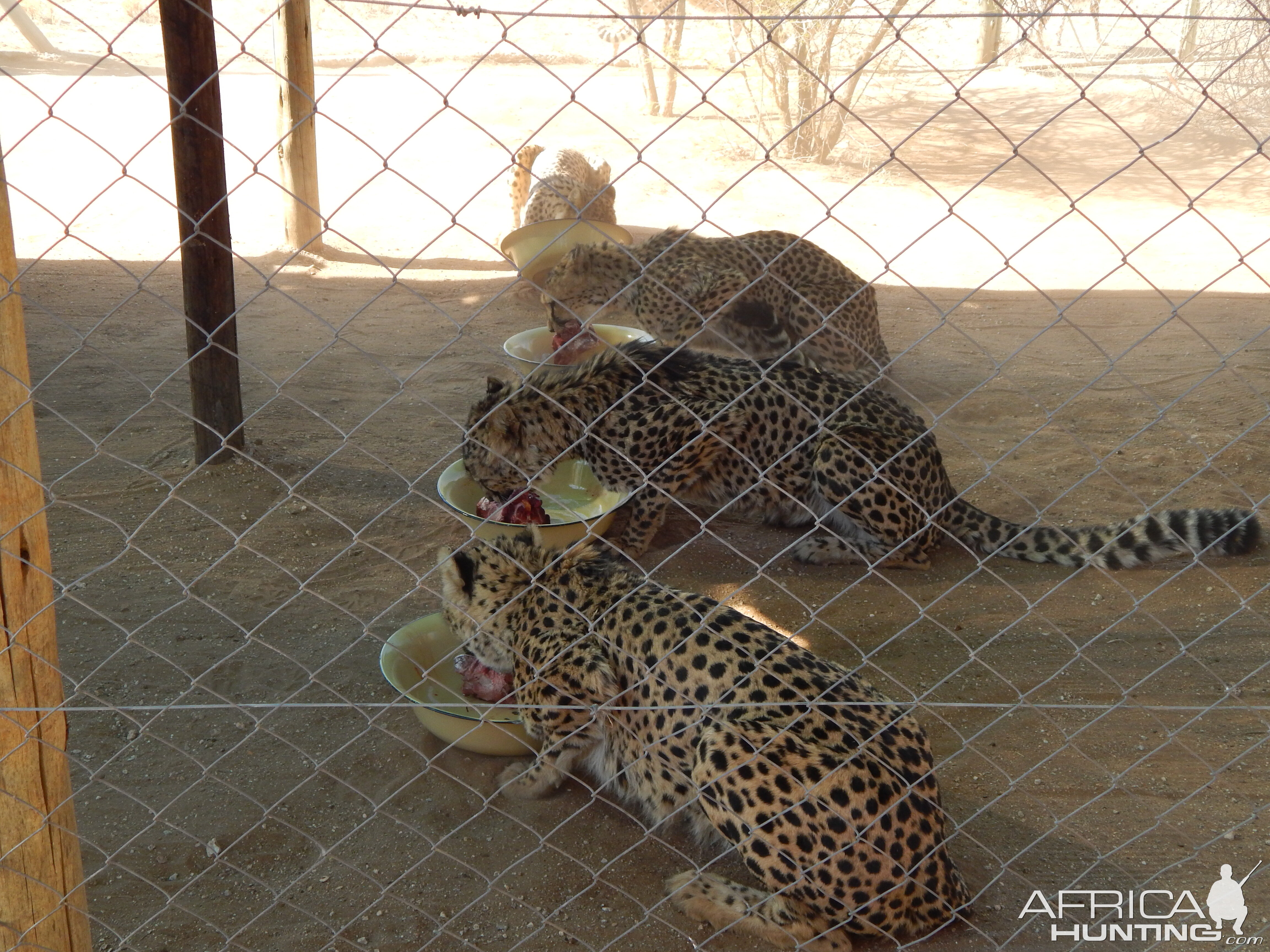 Cheetah Conservation Fund Namibia