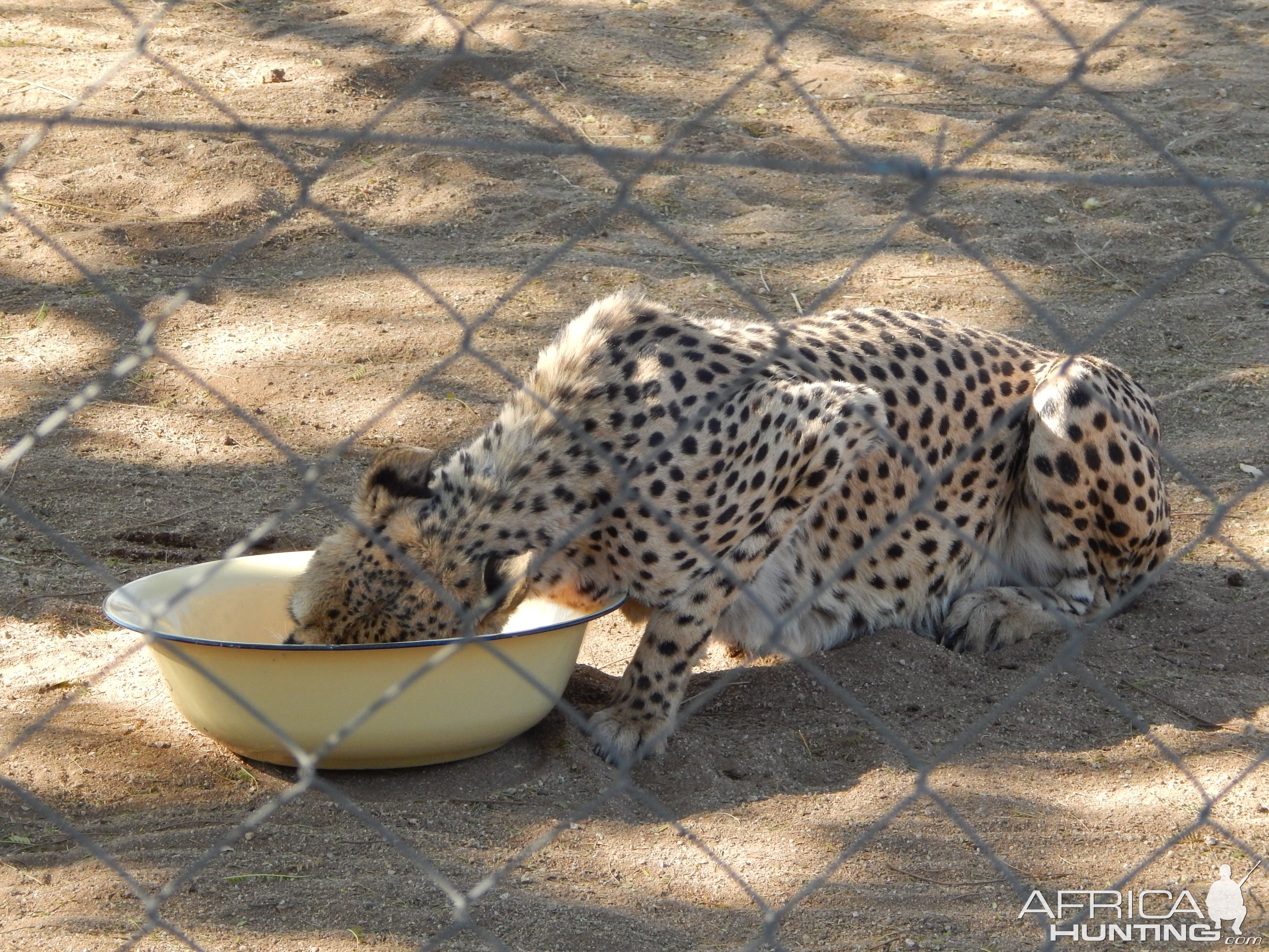 Cheetah Conservation Fund Namibia