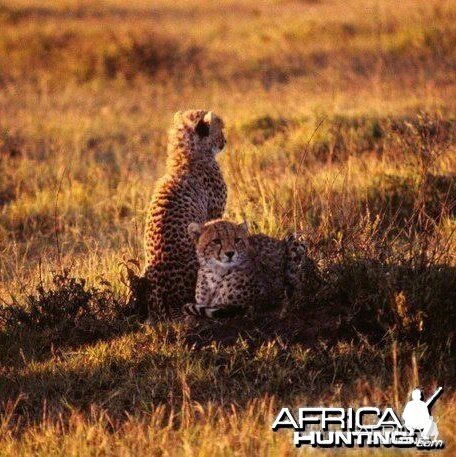 Cheetah cubs