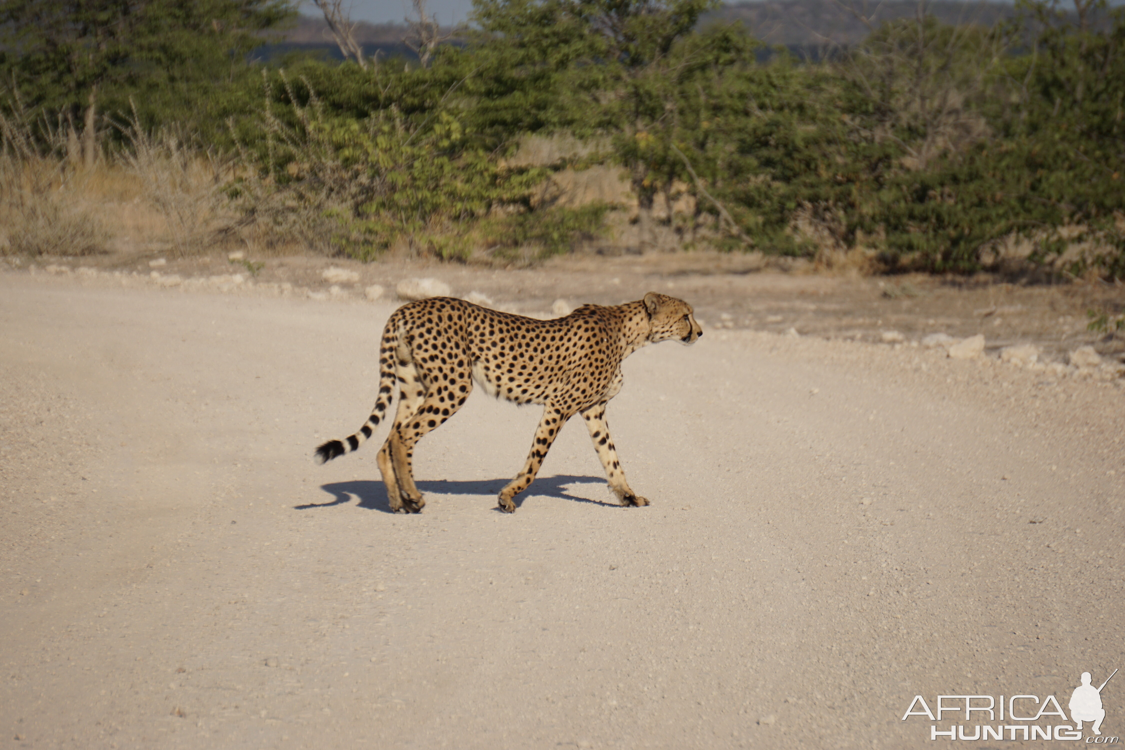 Cheetah Etosha National Park Namibia