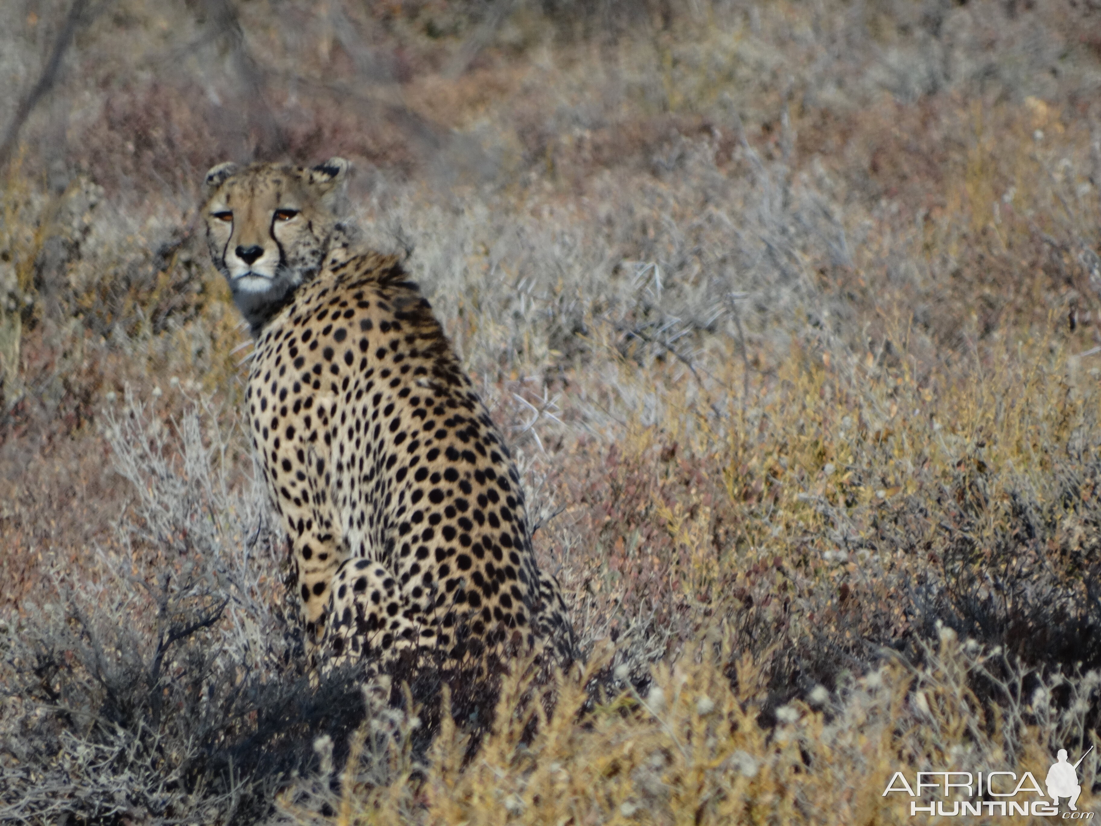 cheetah Etosha