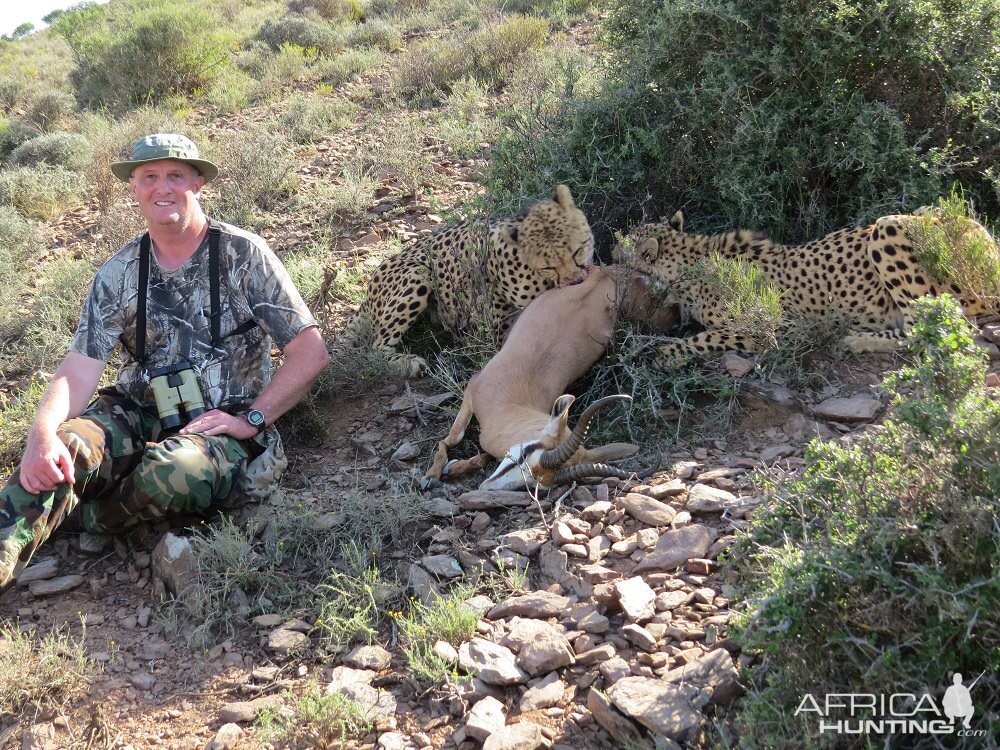 Cheetah experience Africa