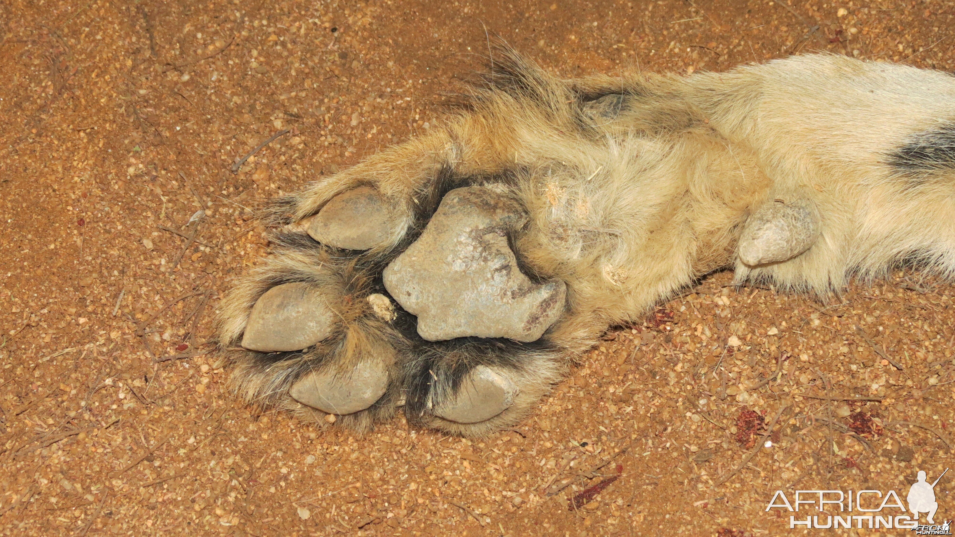 Cheetah front paw