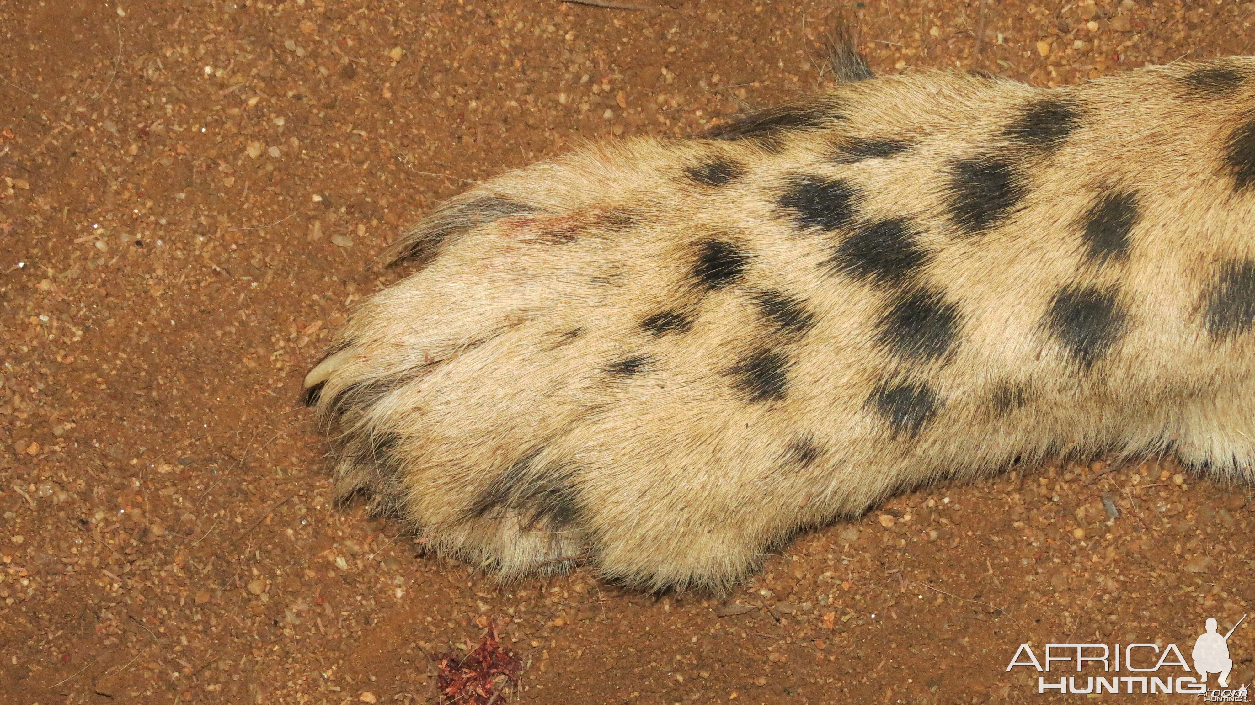 Cheetah front paw