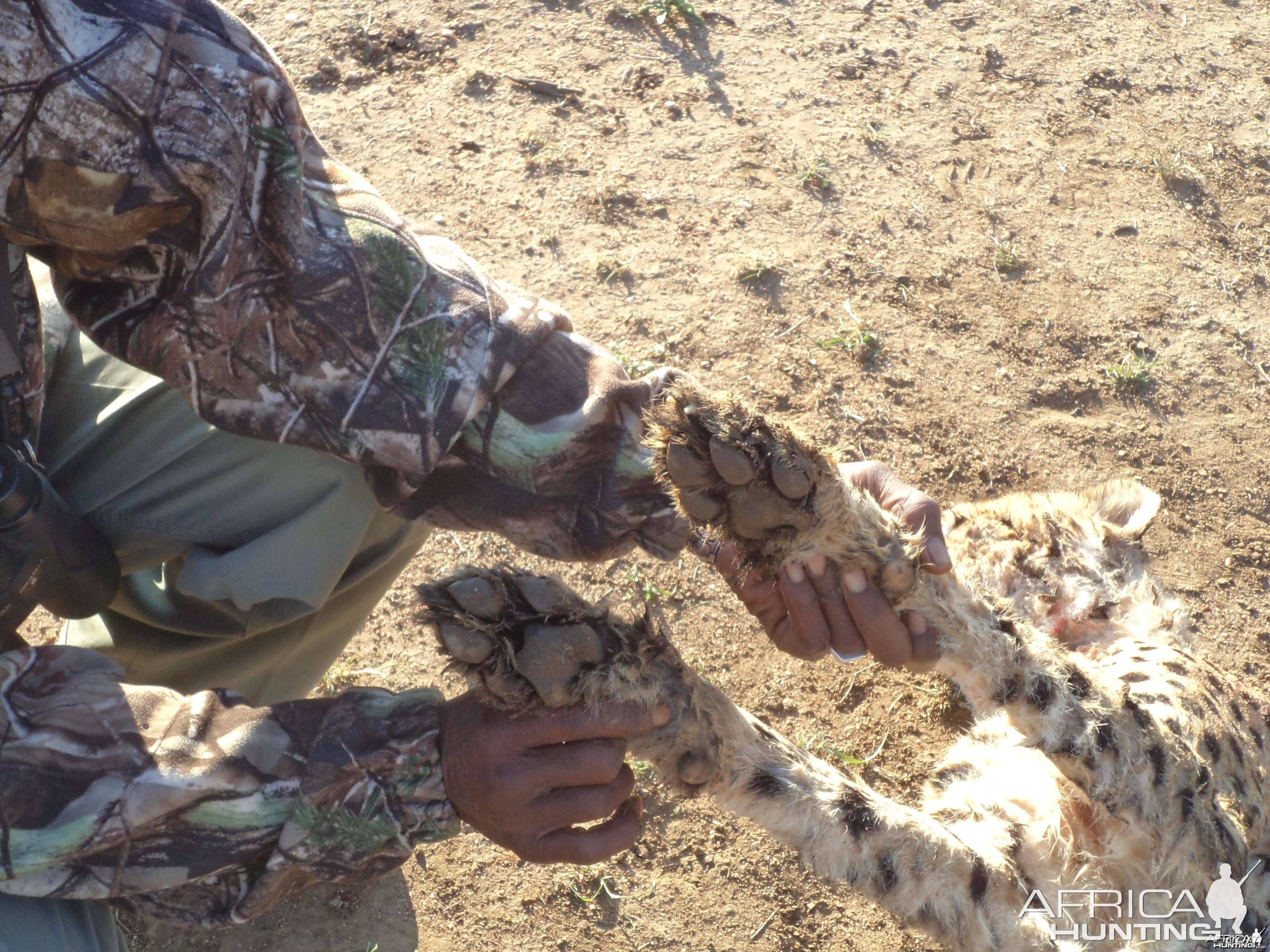 Cheetah front paws