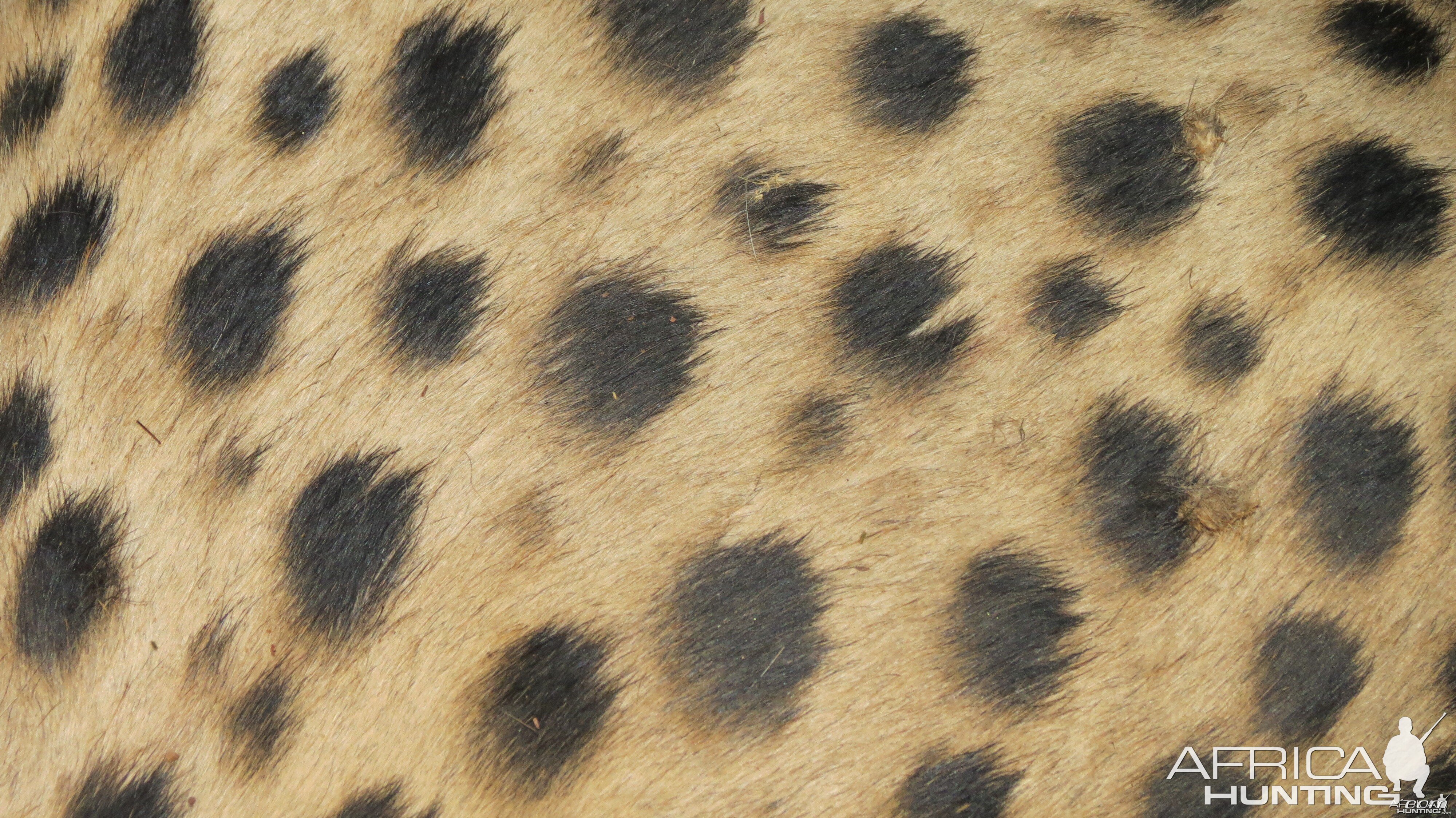 Cheetah fur