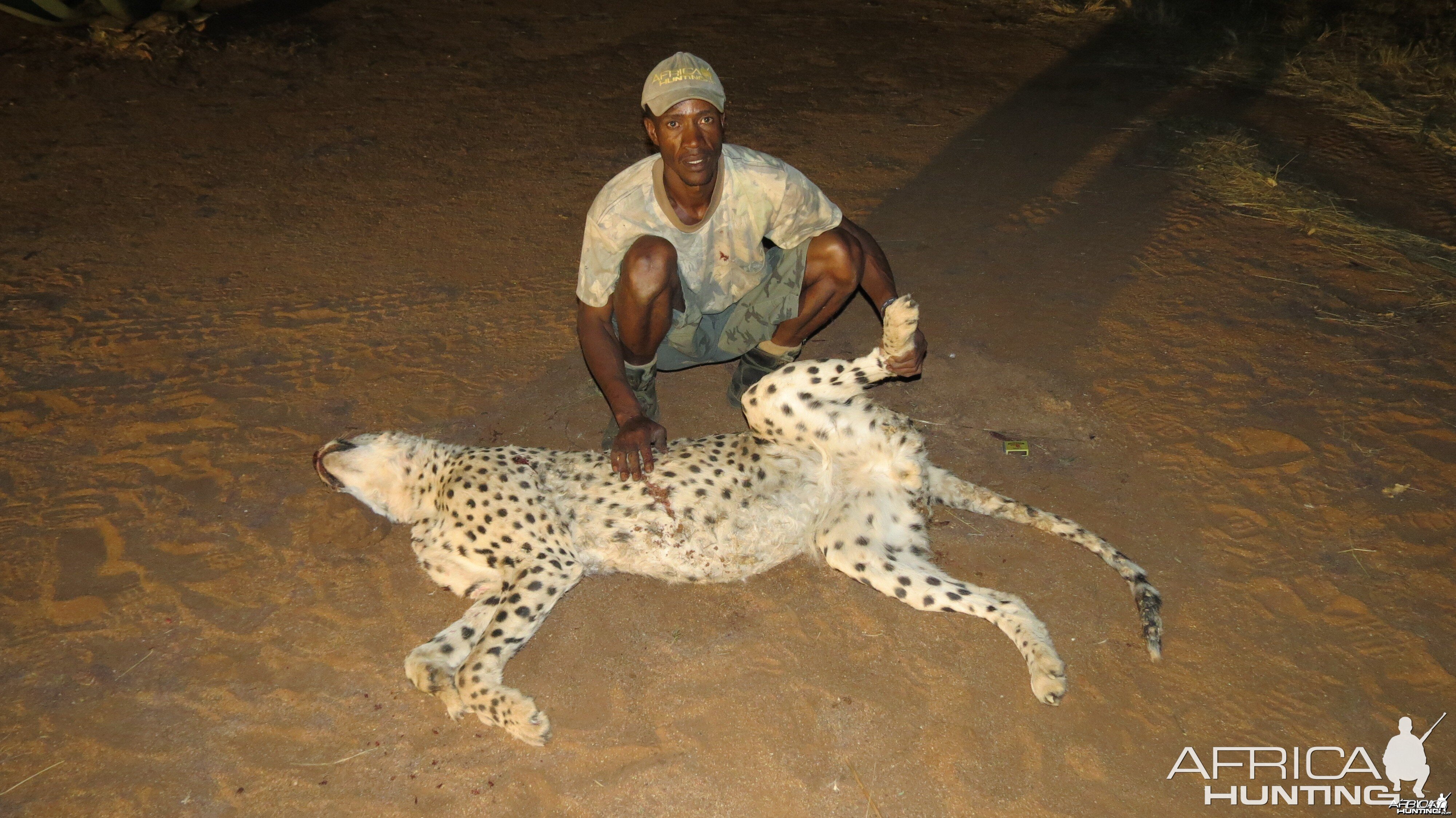 Cheetah genitals