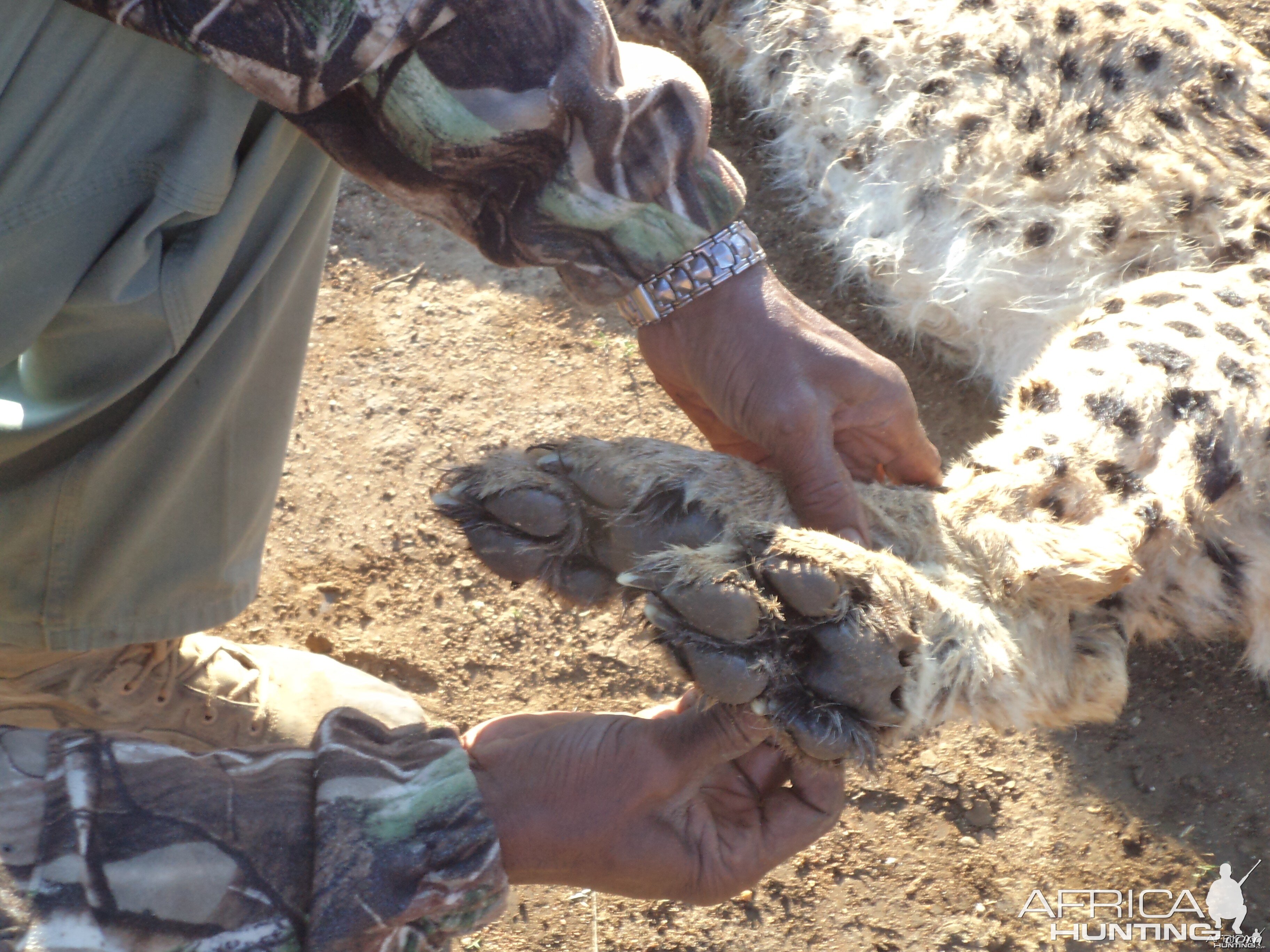 Cheetah hind paws