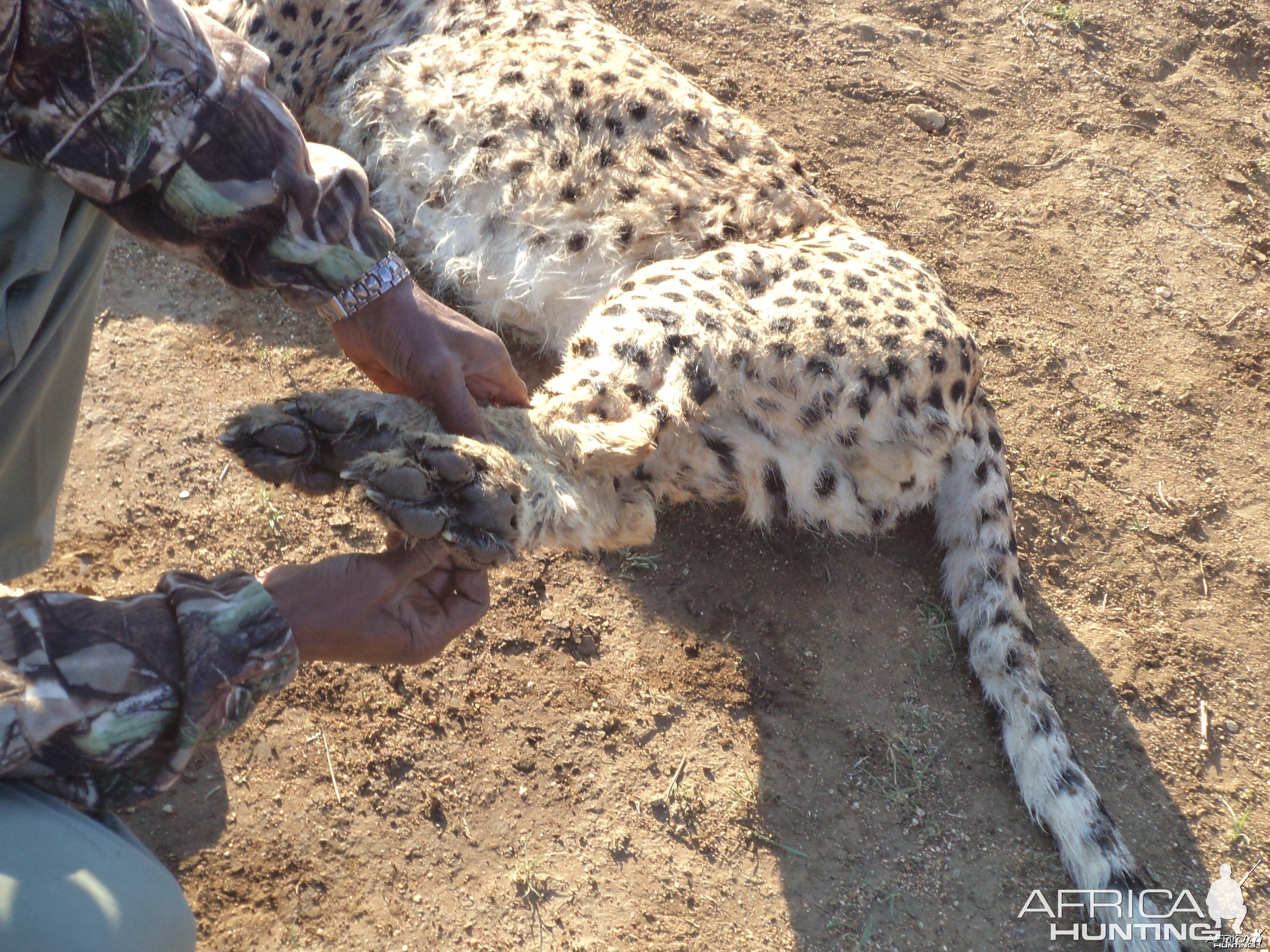 Cheetah hind paws