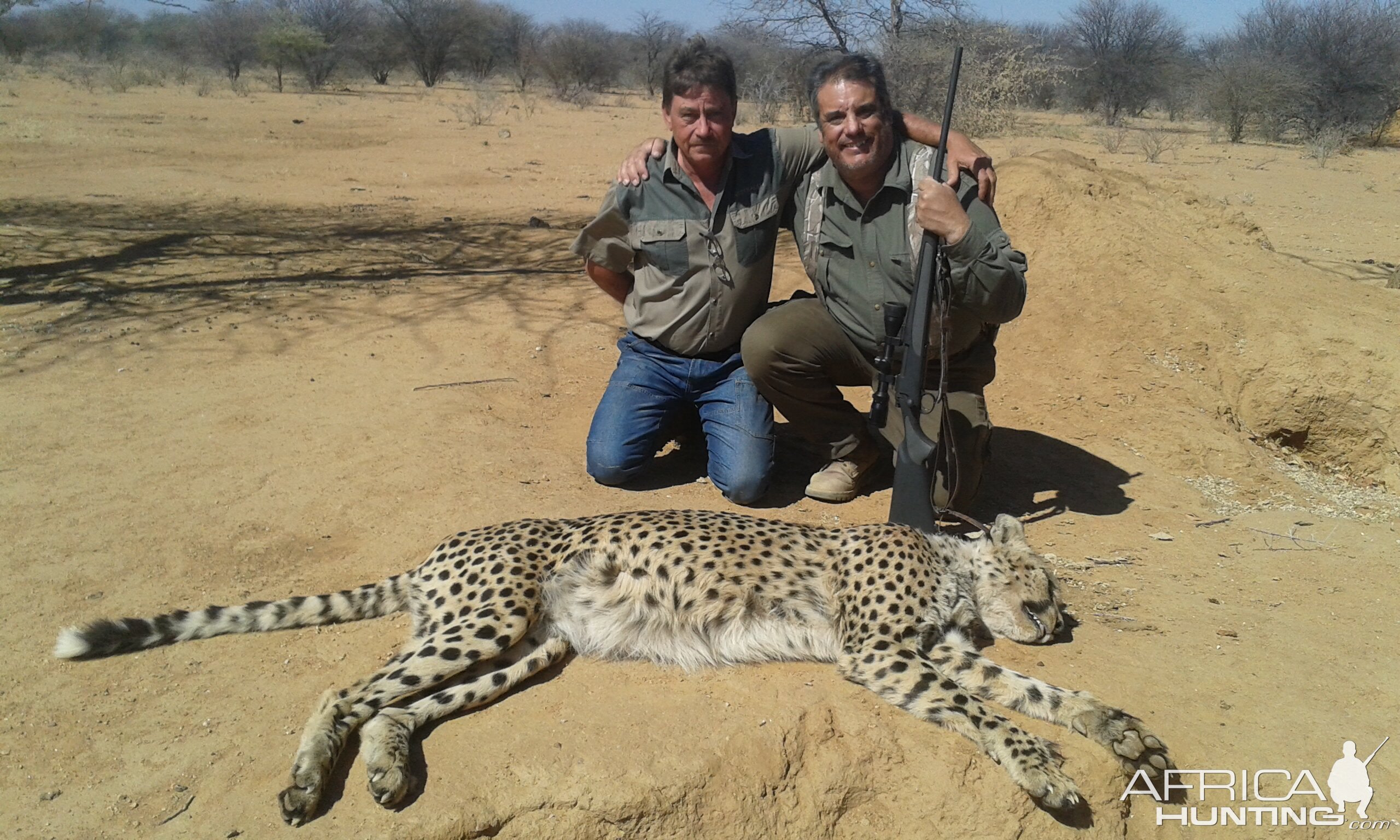 Cheetah Hunt Namibia