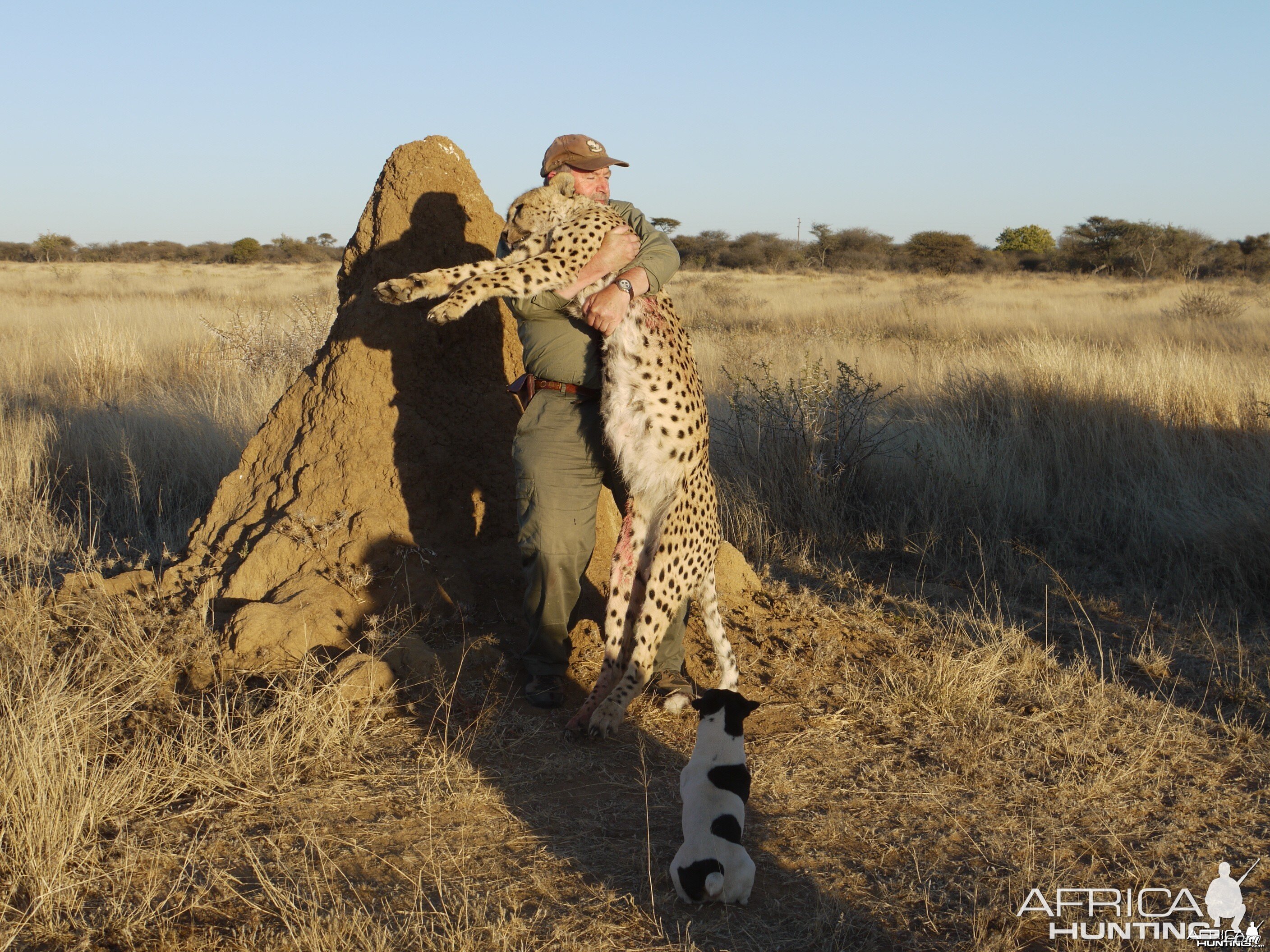 Cheetah hunted with Ozondjahe Hunting Safaris Namibia