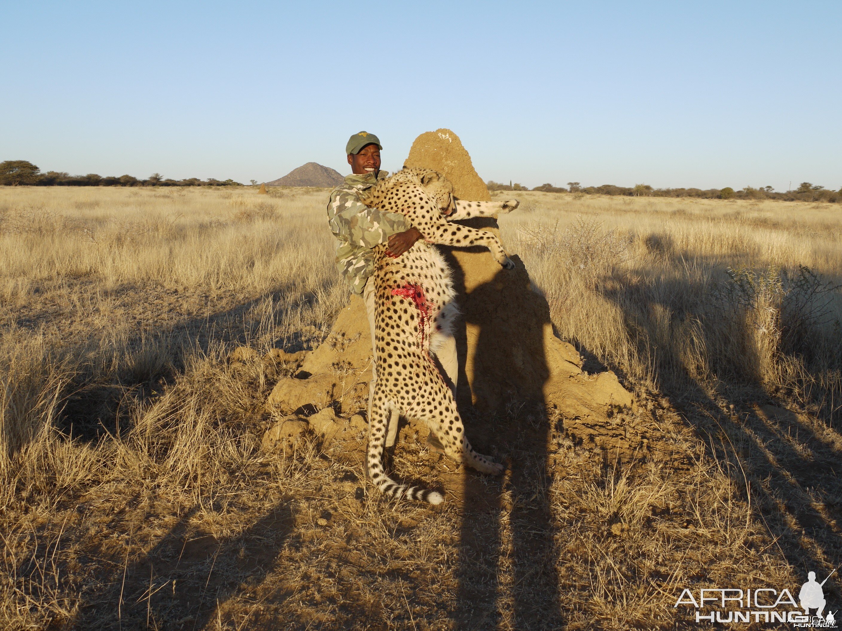 Cheetah hunted with Ozondjahe Hunting Safaris Namibia