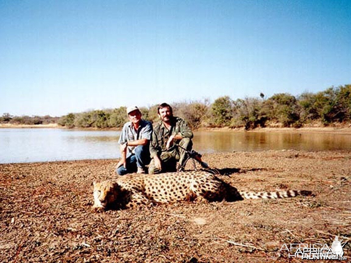 Cheetah Hunting in Namibia