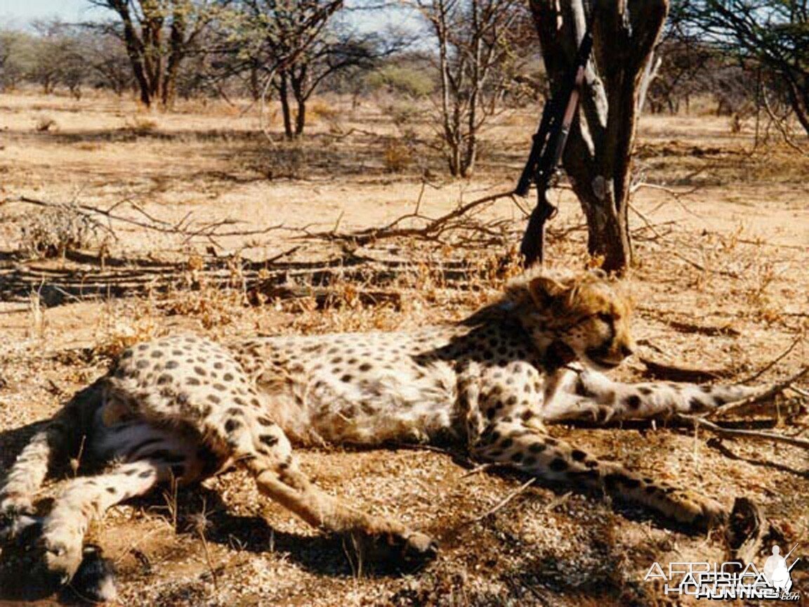 Cheetah Hunting Namibia