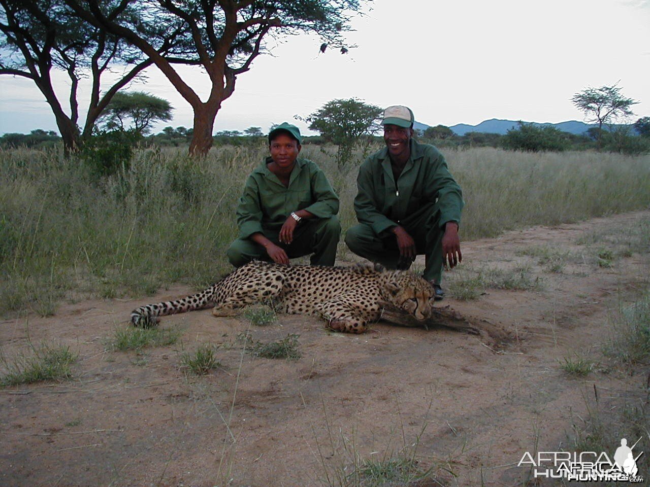 Cheetah Hunting Namibia