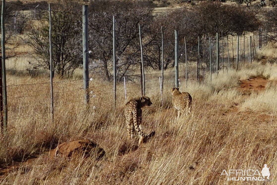 Cheetah in South Africa