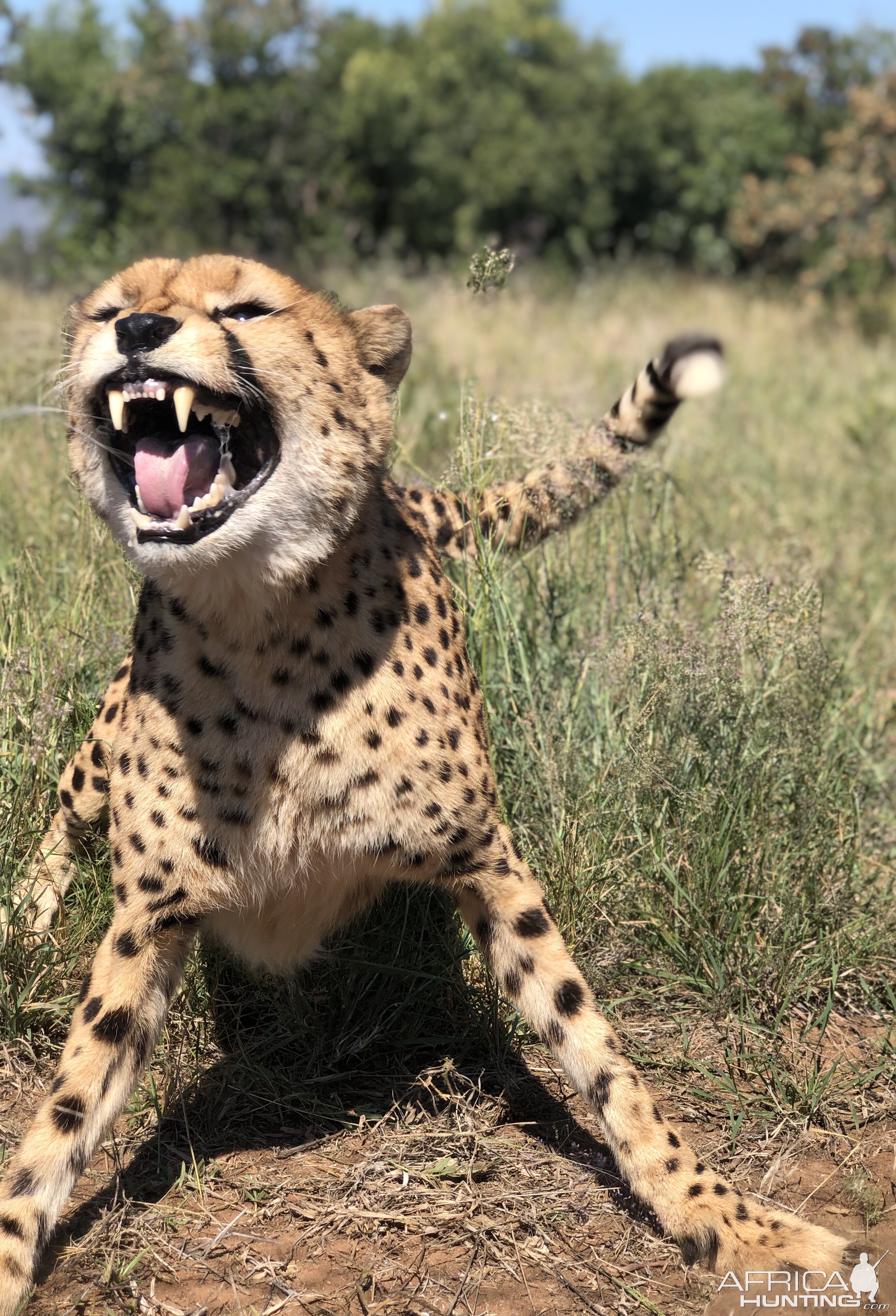 Cheetah in South Africa