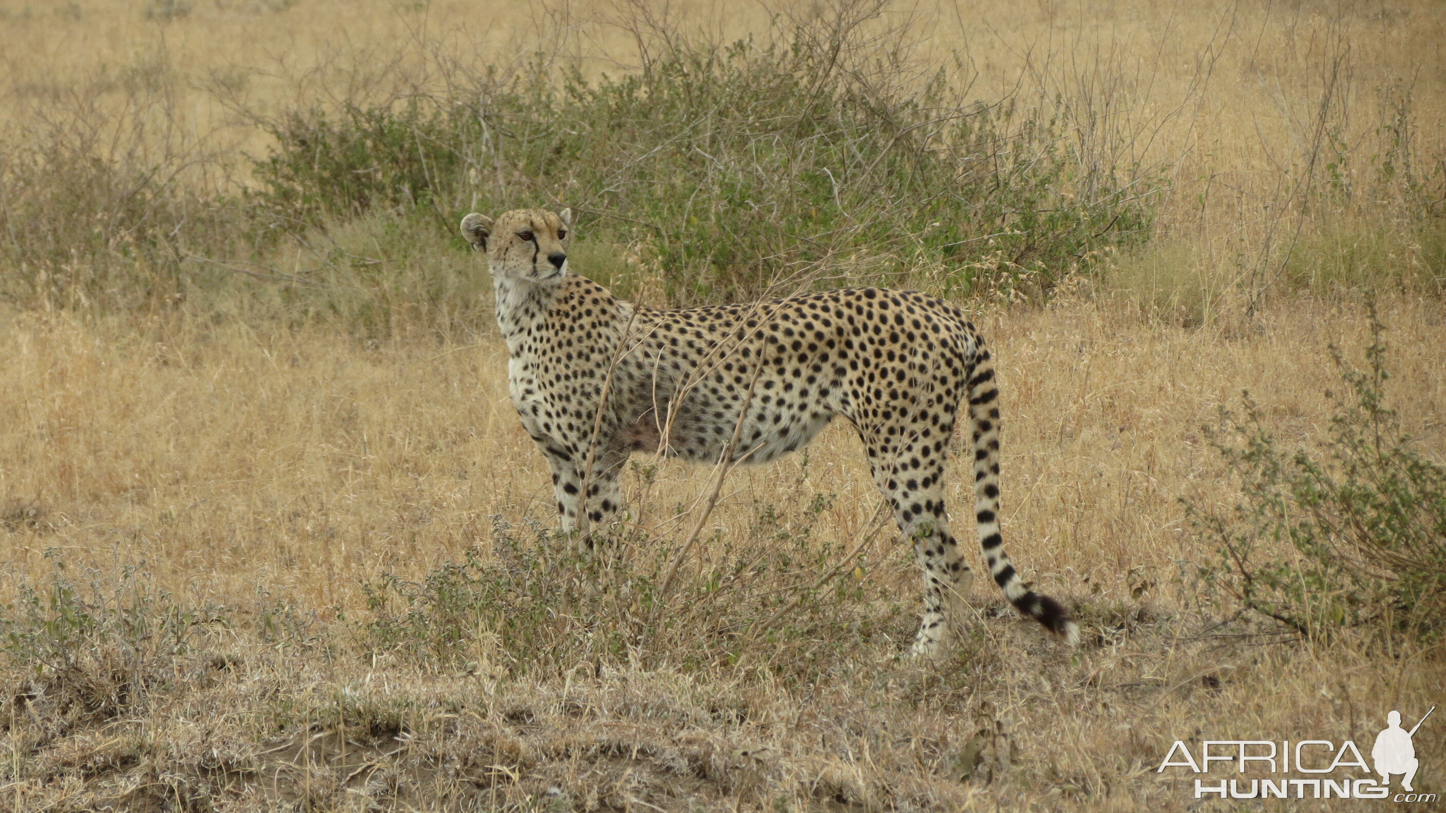 Cheetah in Tanzania