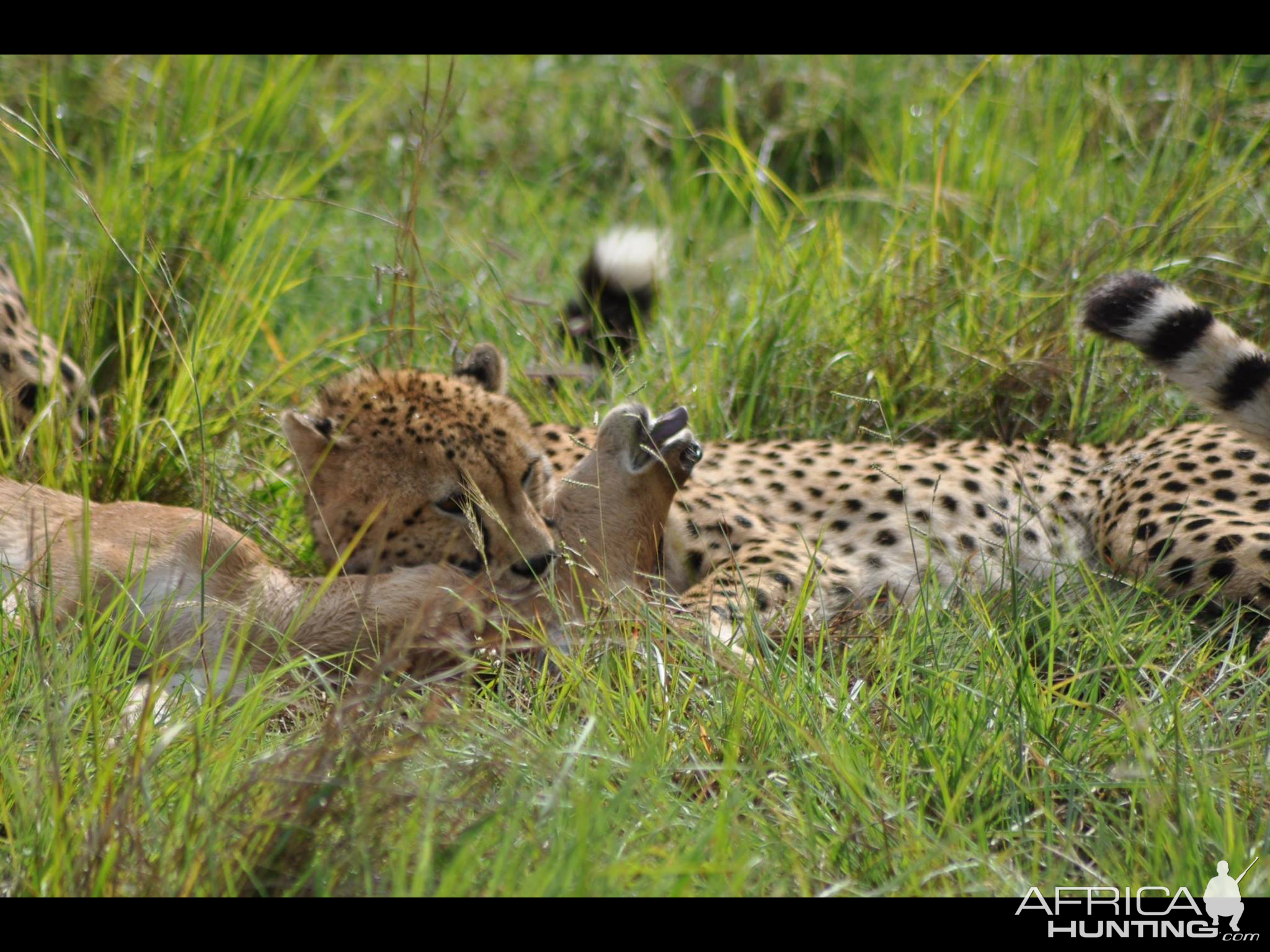 Cheetah killing a young hartebeest