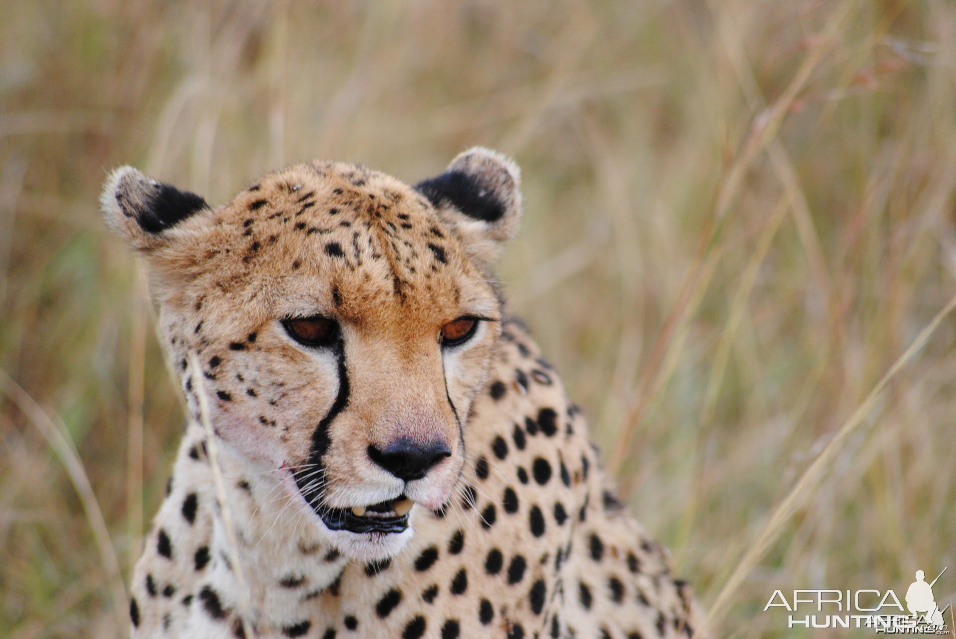 Cheetah Masaai Mara in Kenya