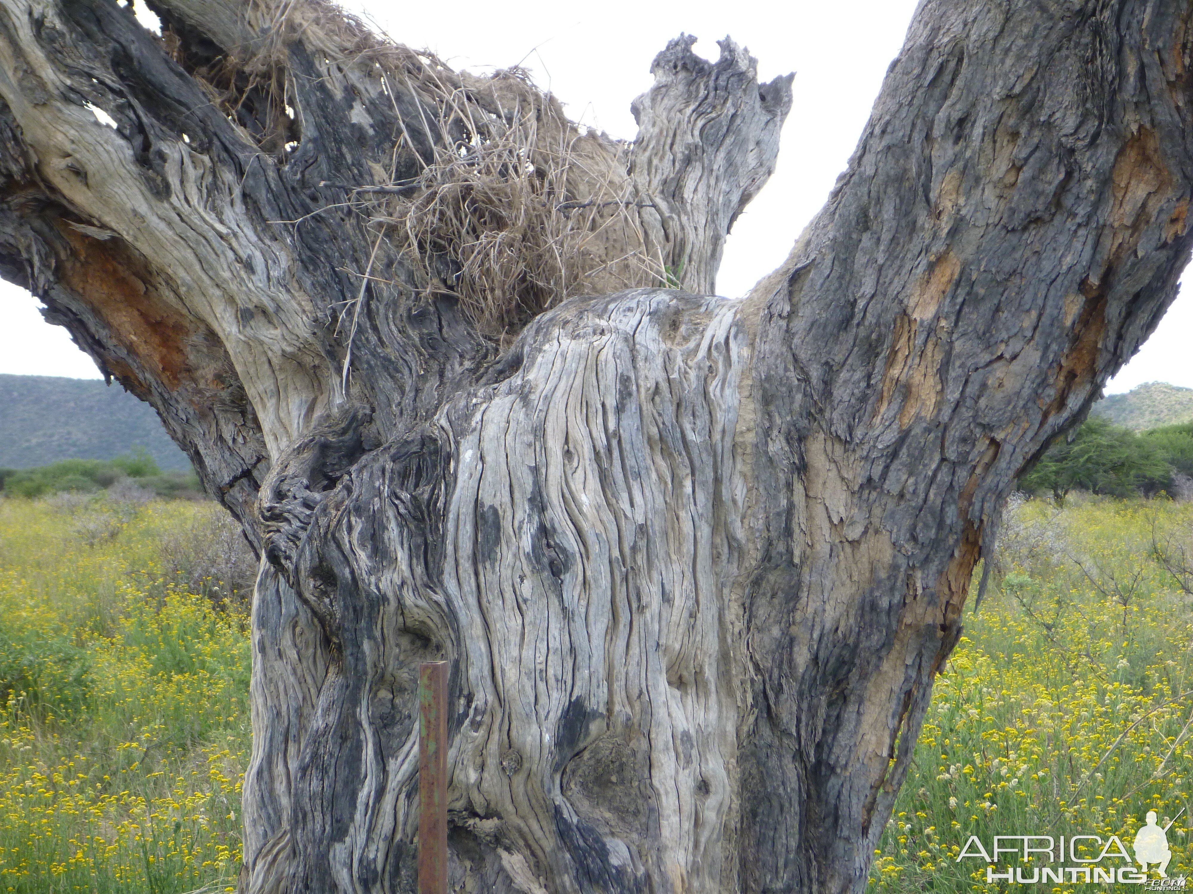 Cheetah play tree Namibia