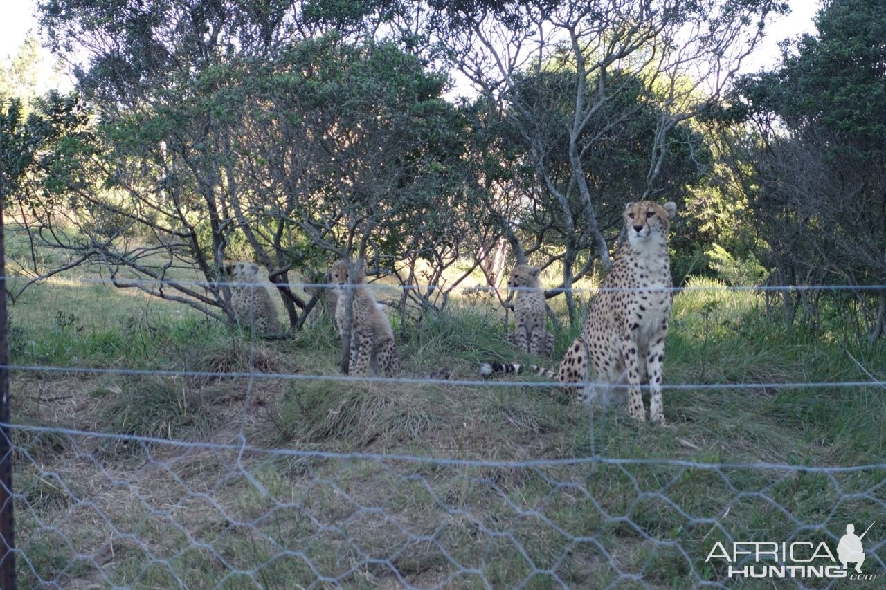 Cheetah Port Elizabeth South Africa