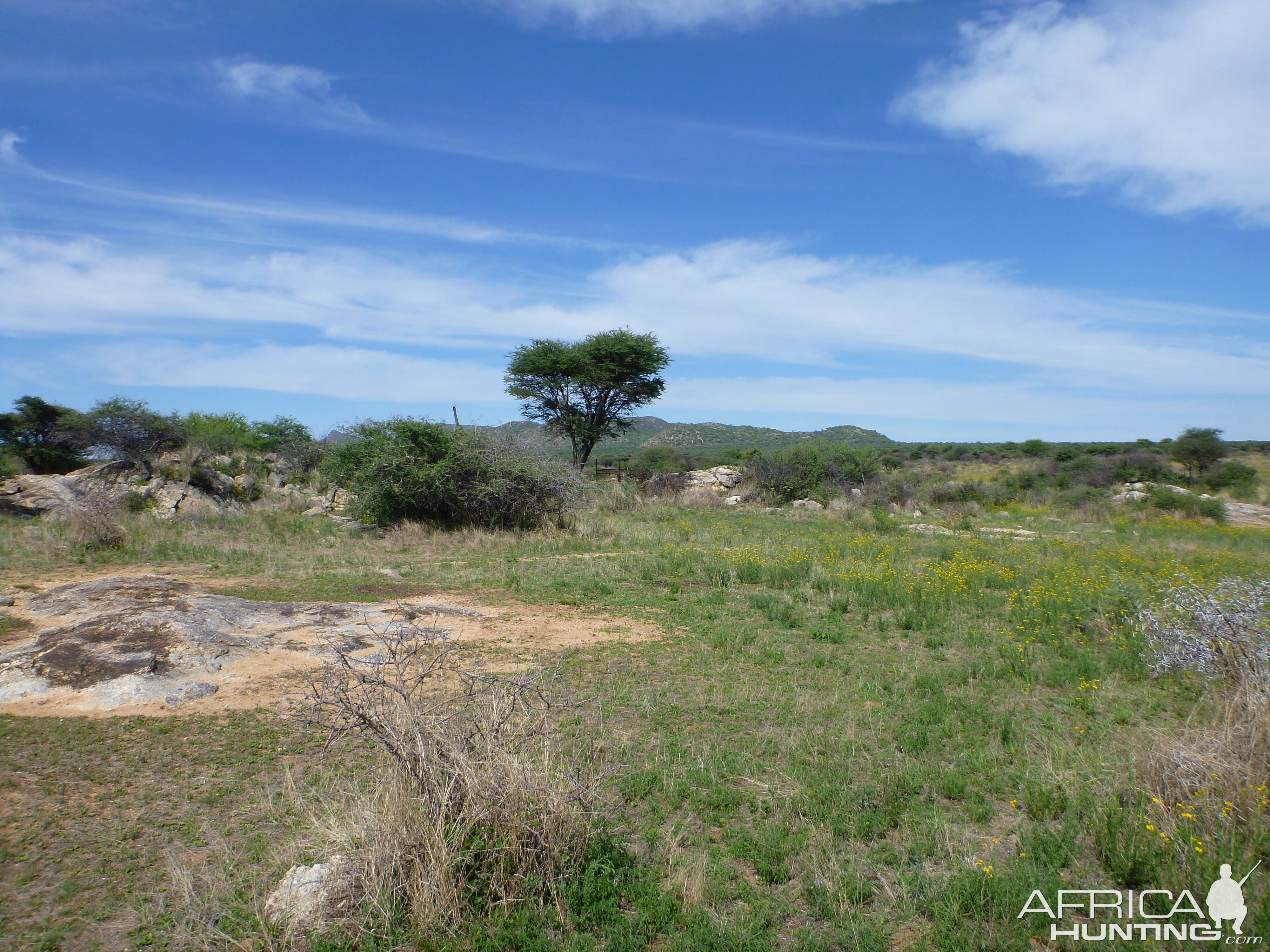 Cheetah scat rocks Namibia