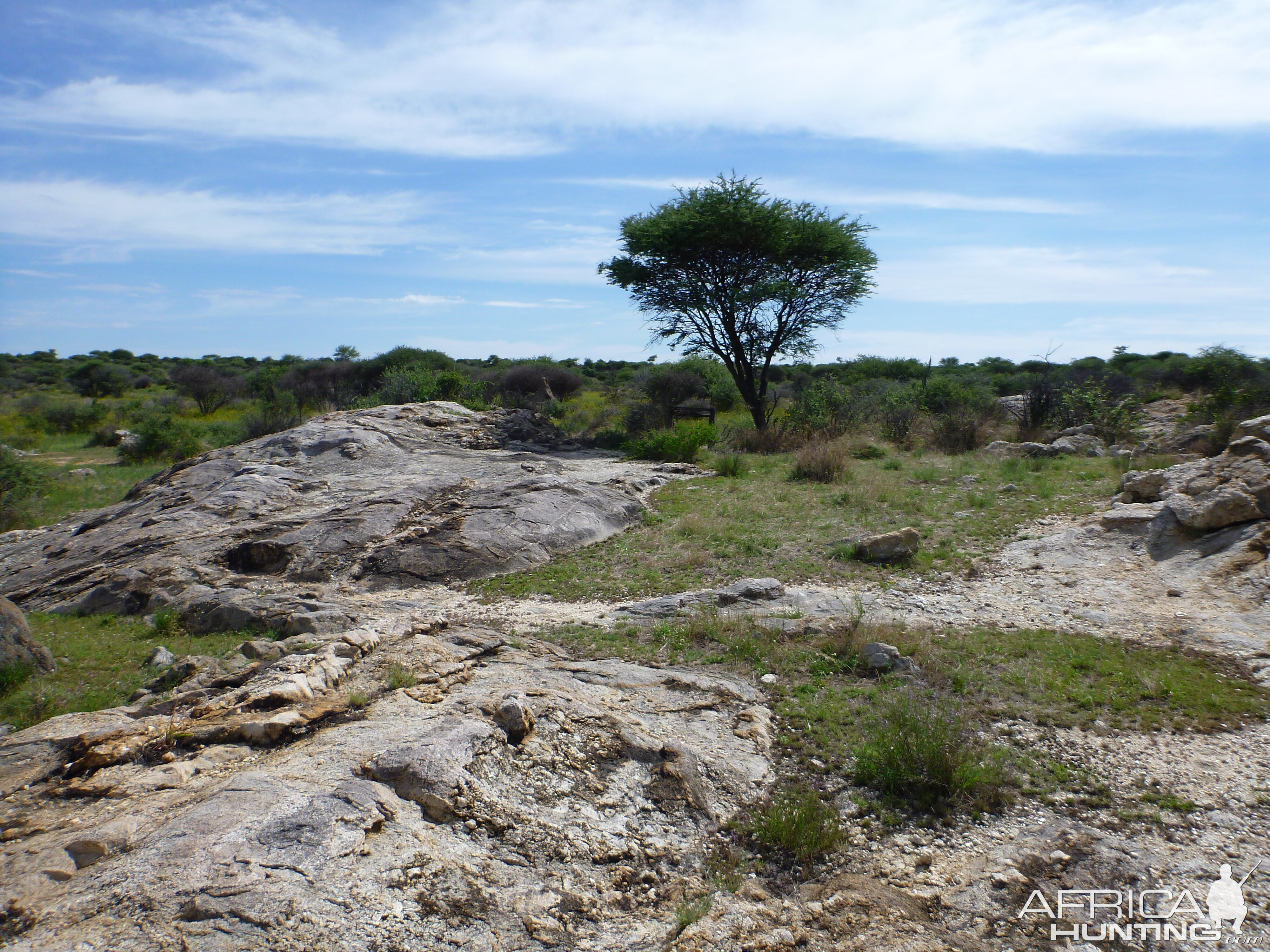 Cheetah scat rocks Namibia