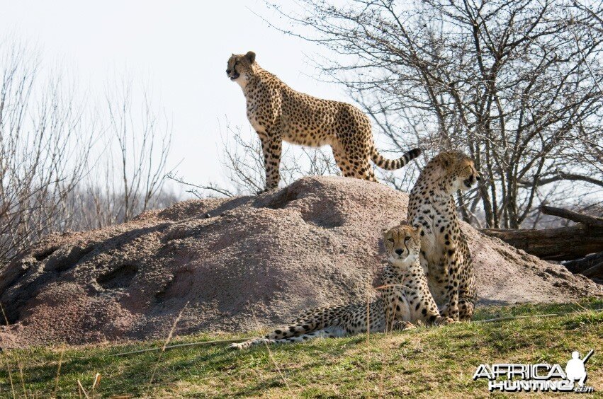 Cheetah Scouting