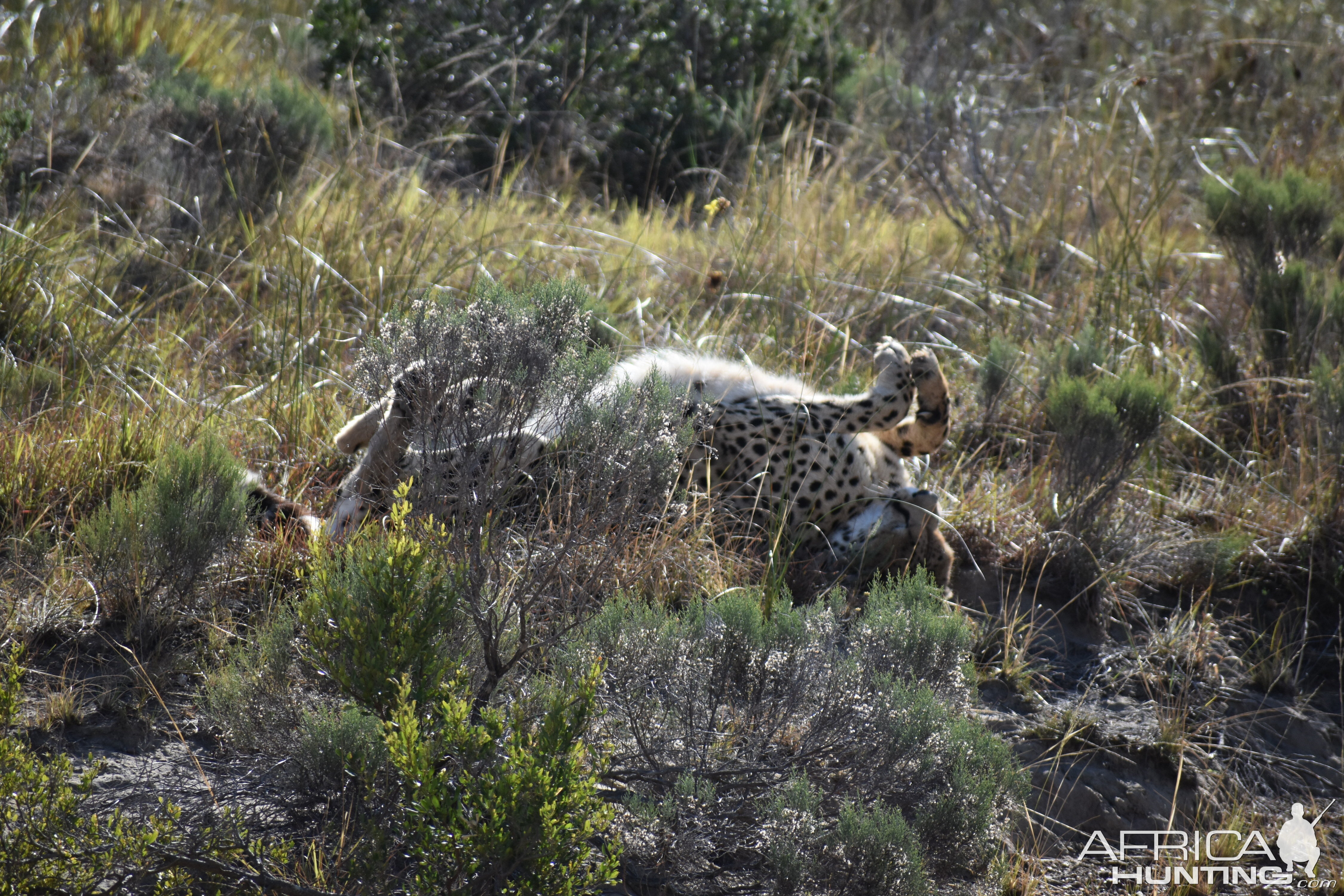 Cheetah South Africa