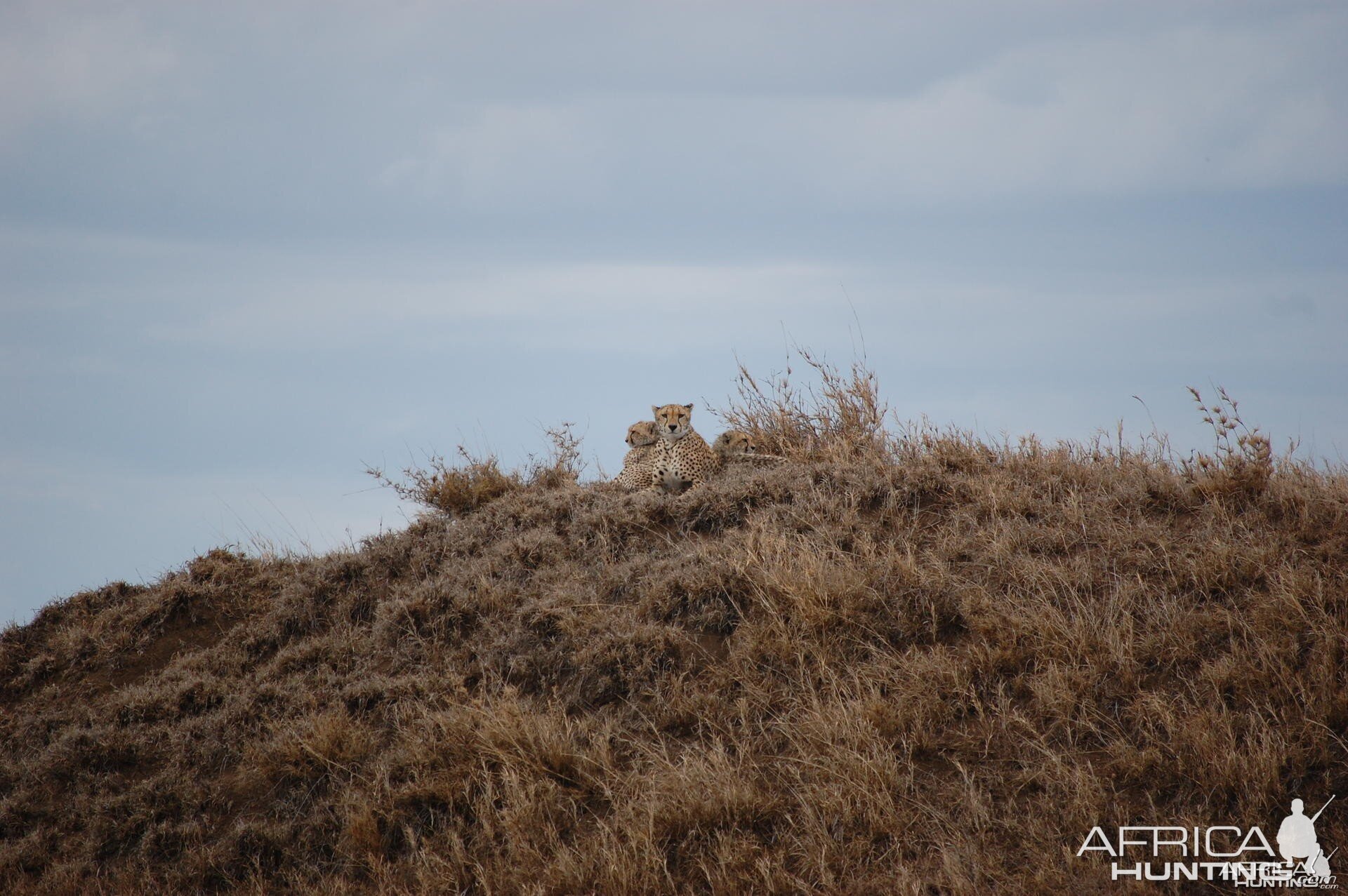 Cheetah Tanzania