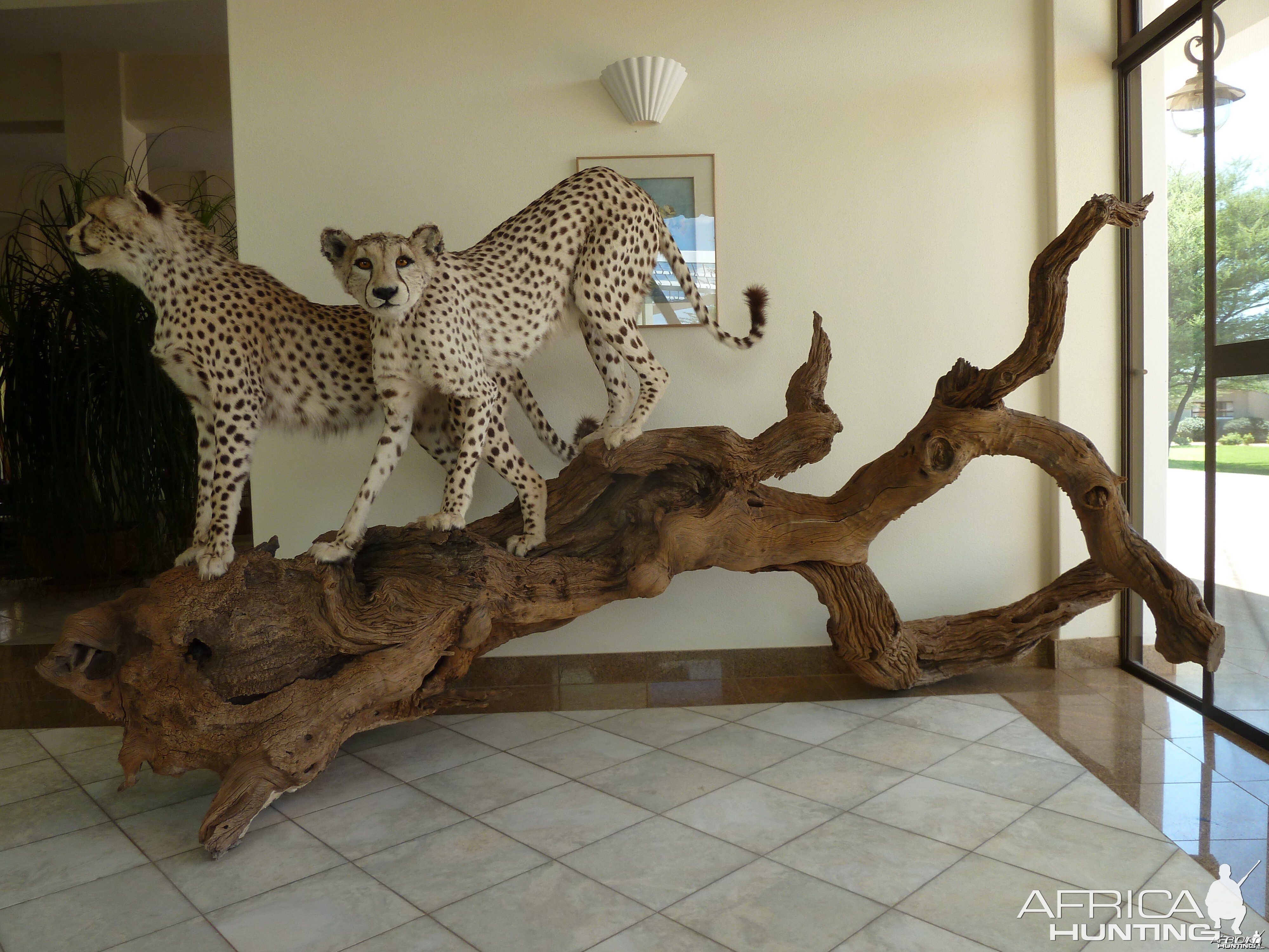 Cheetah Taxidermy