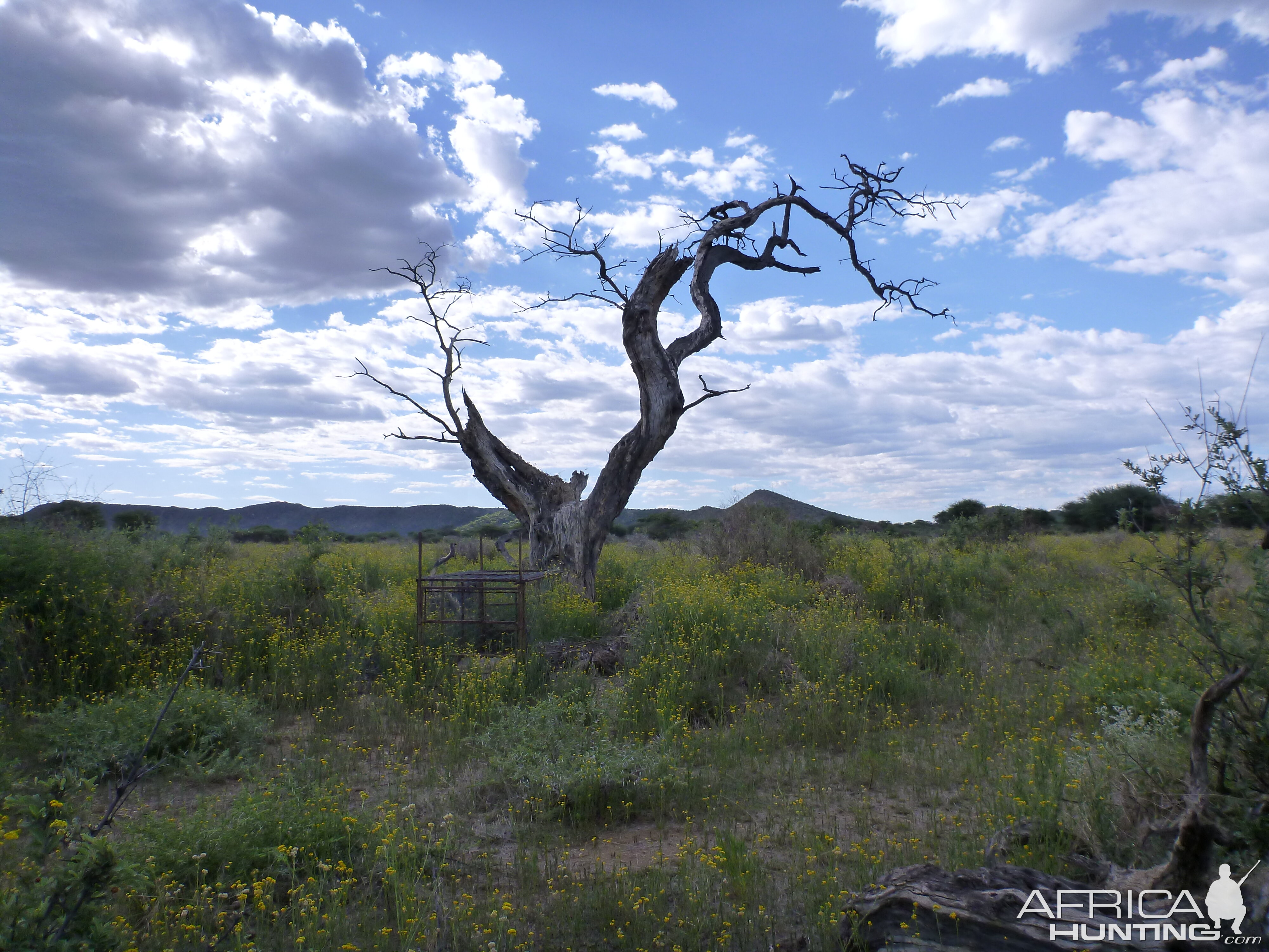 Cheetah trap by a favored play tree Namibia