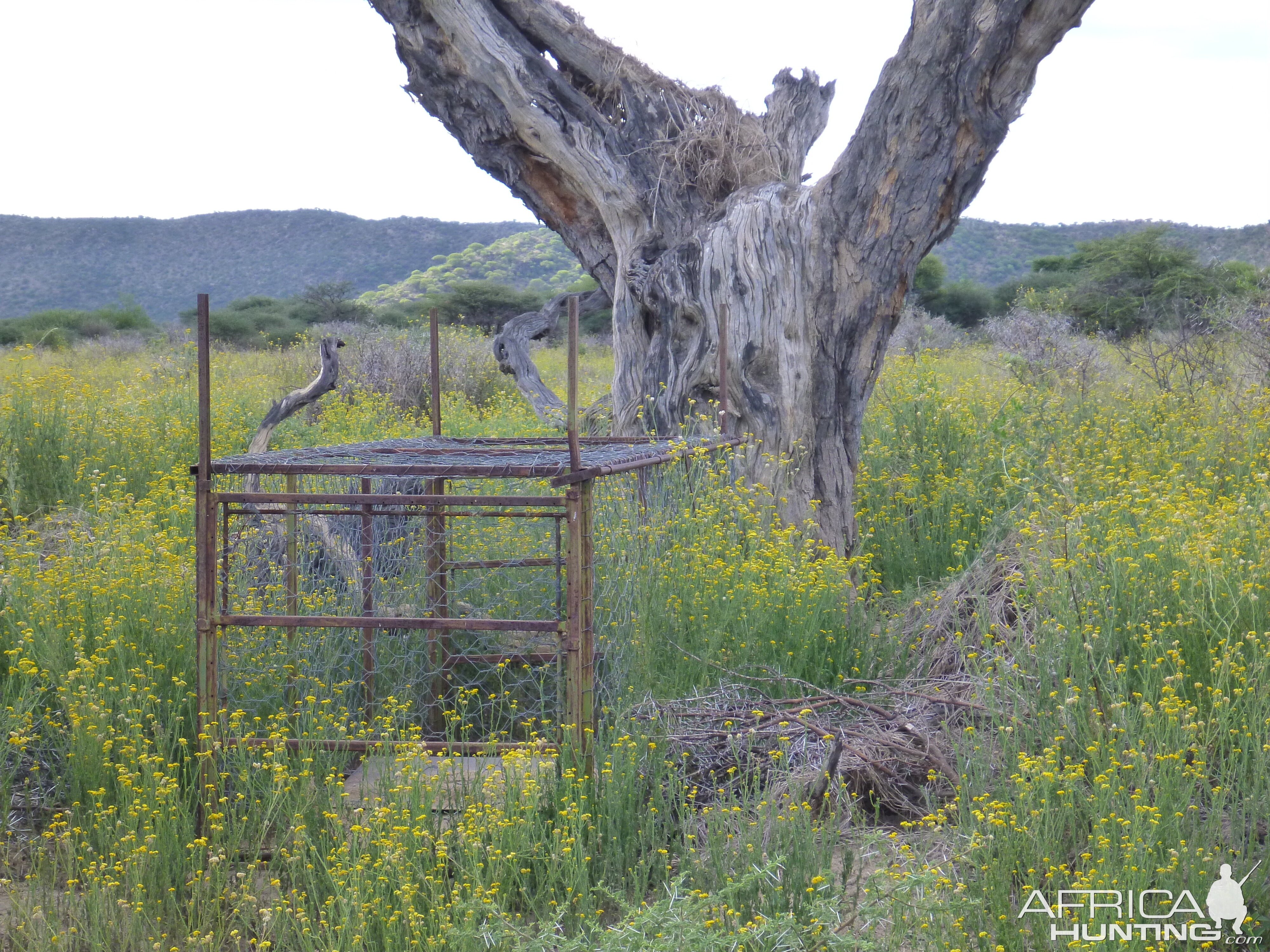 Cheetah trap by a favored play tree Namibia