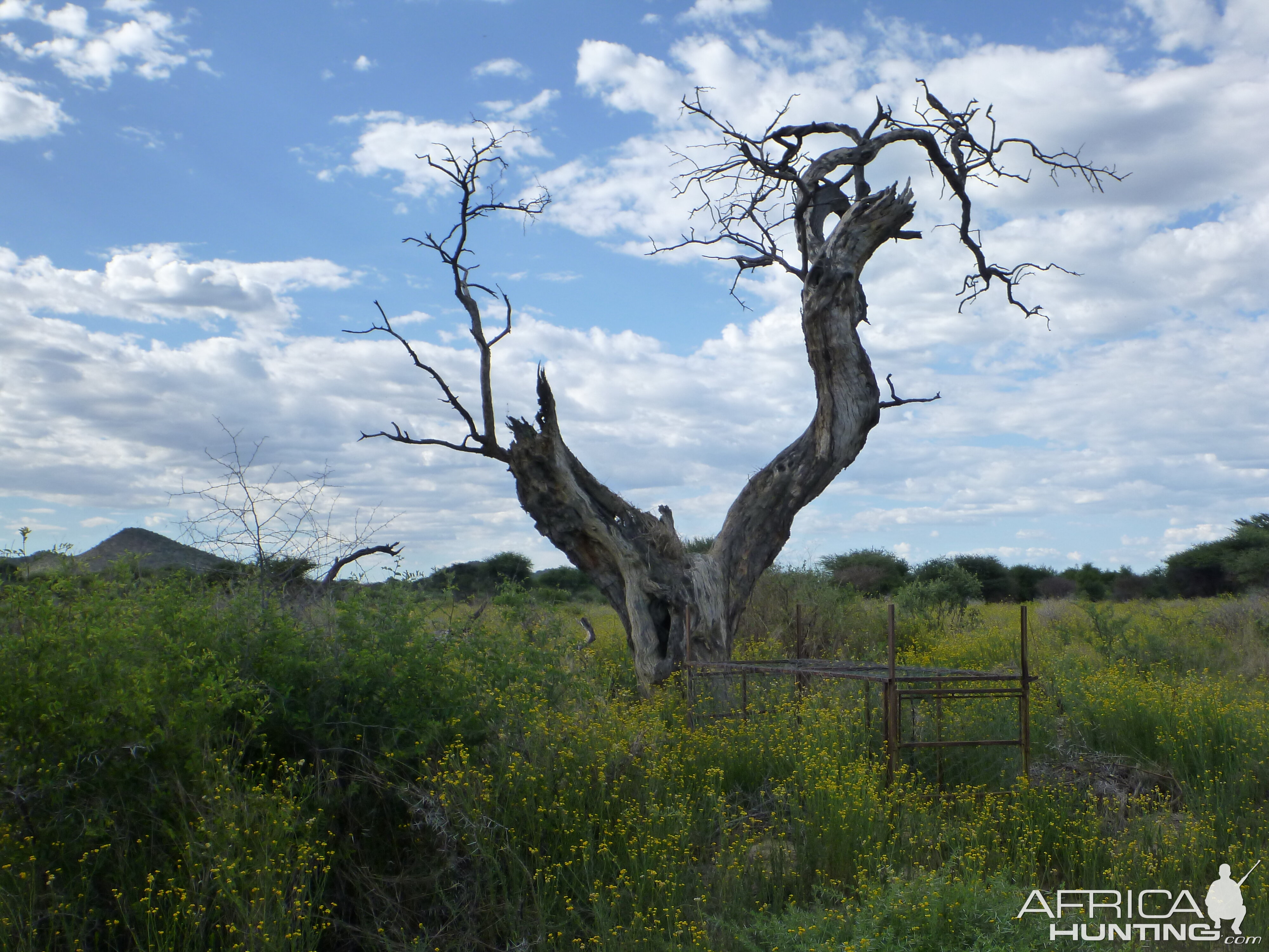 Cheetah trap by a favored play tree Namibia