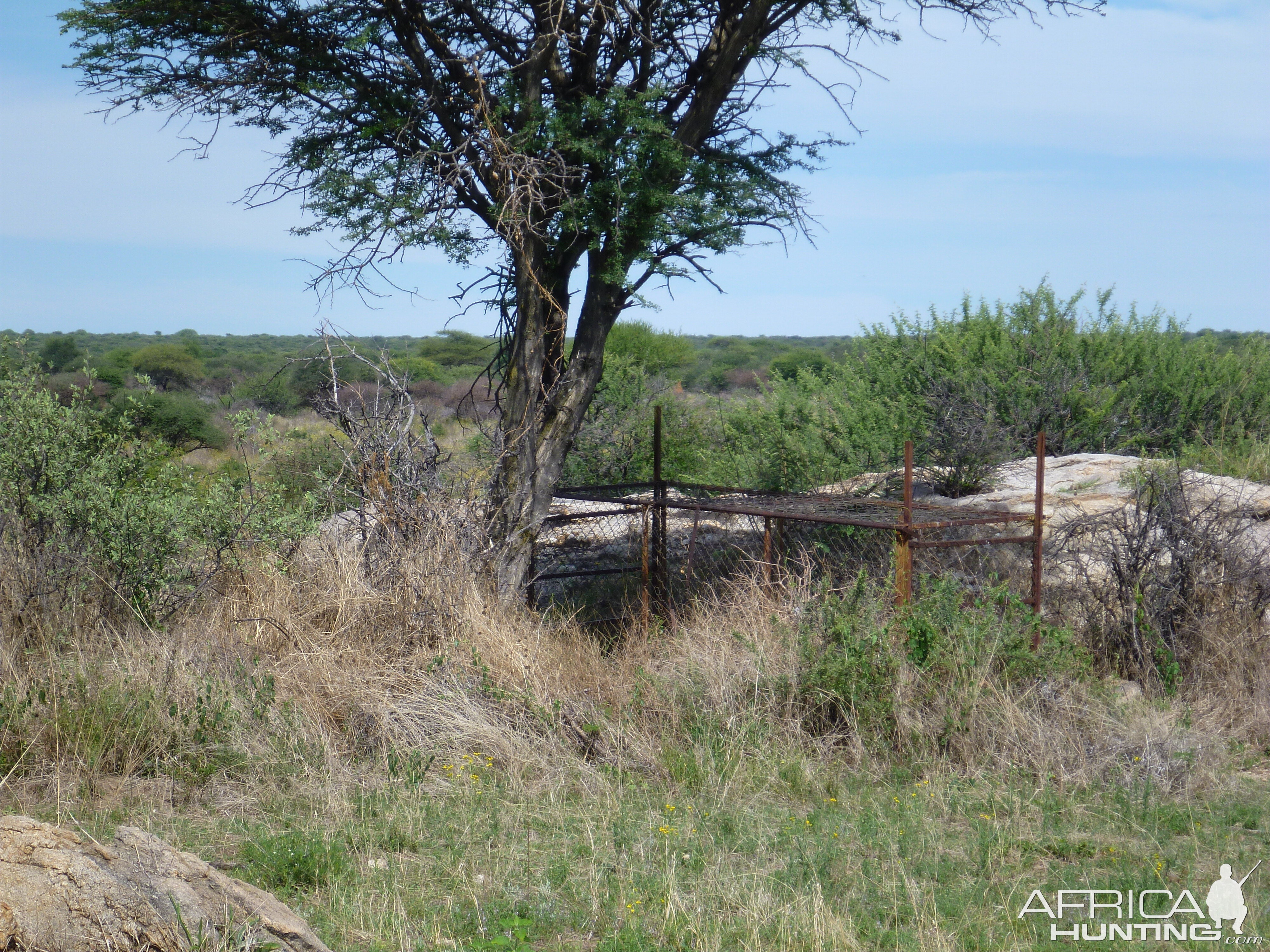 Cheetah trap by scat rocks Namibia