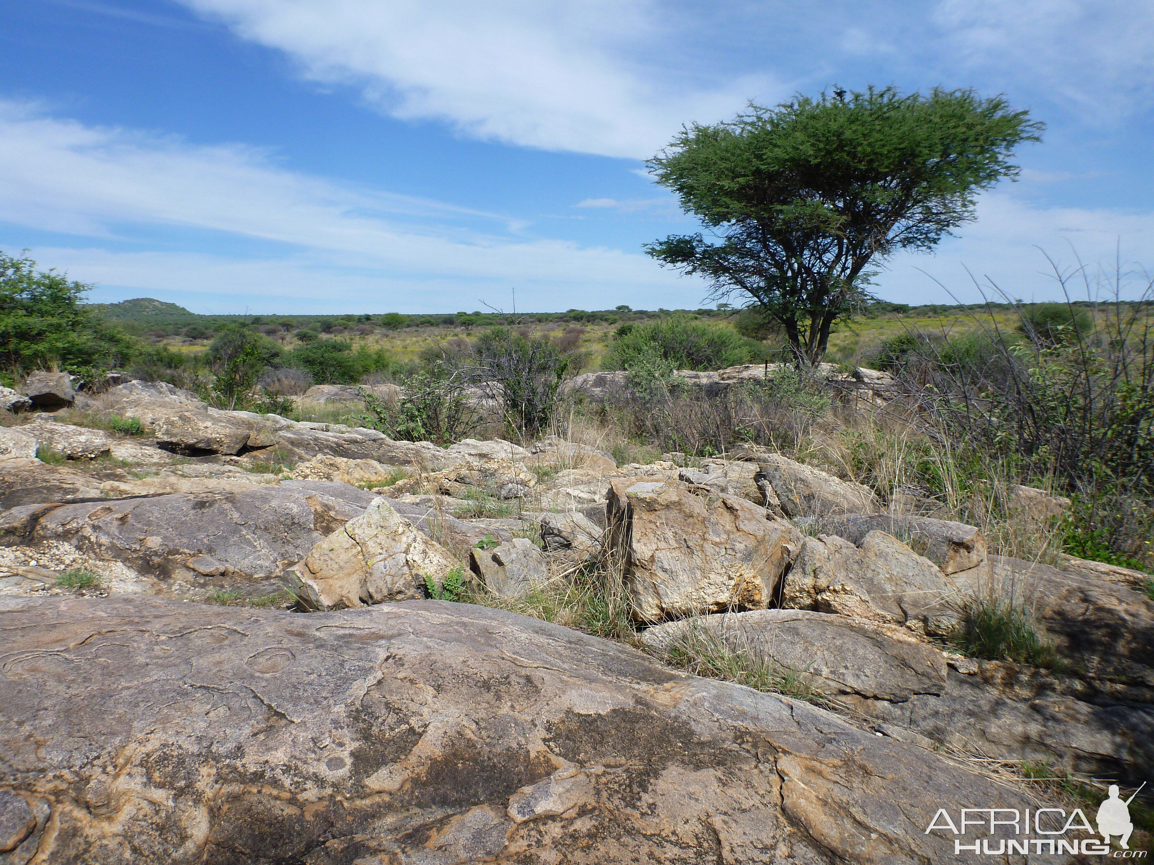 Cheetah trap by scat rocks Namibia