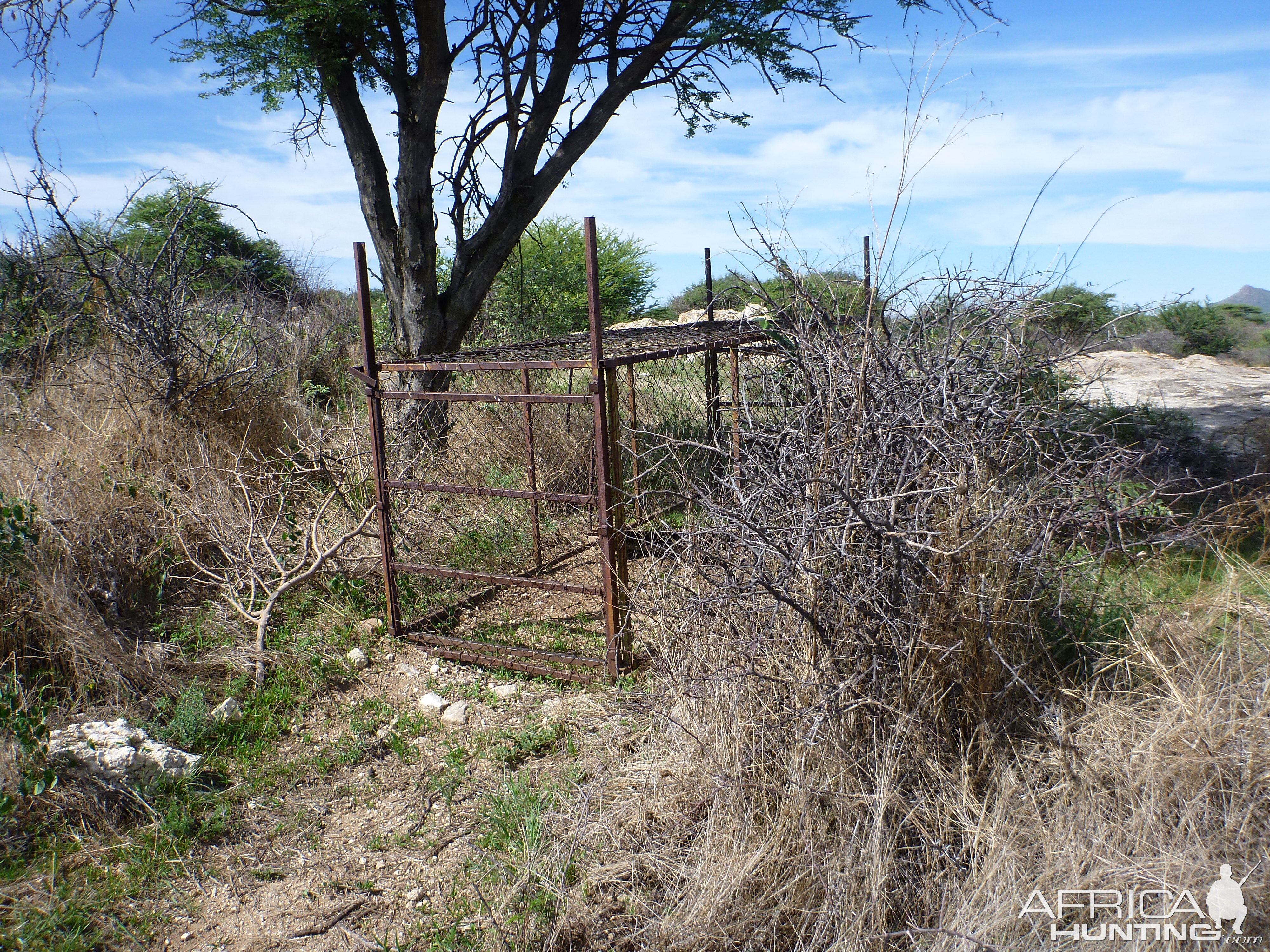 Cheetah trap by scat rocks Namibia