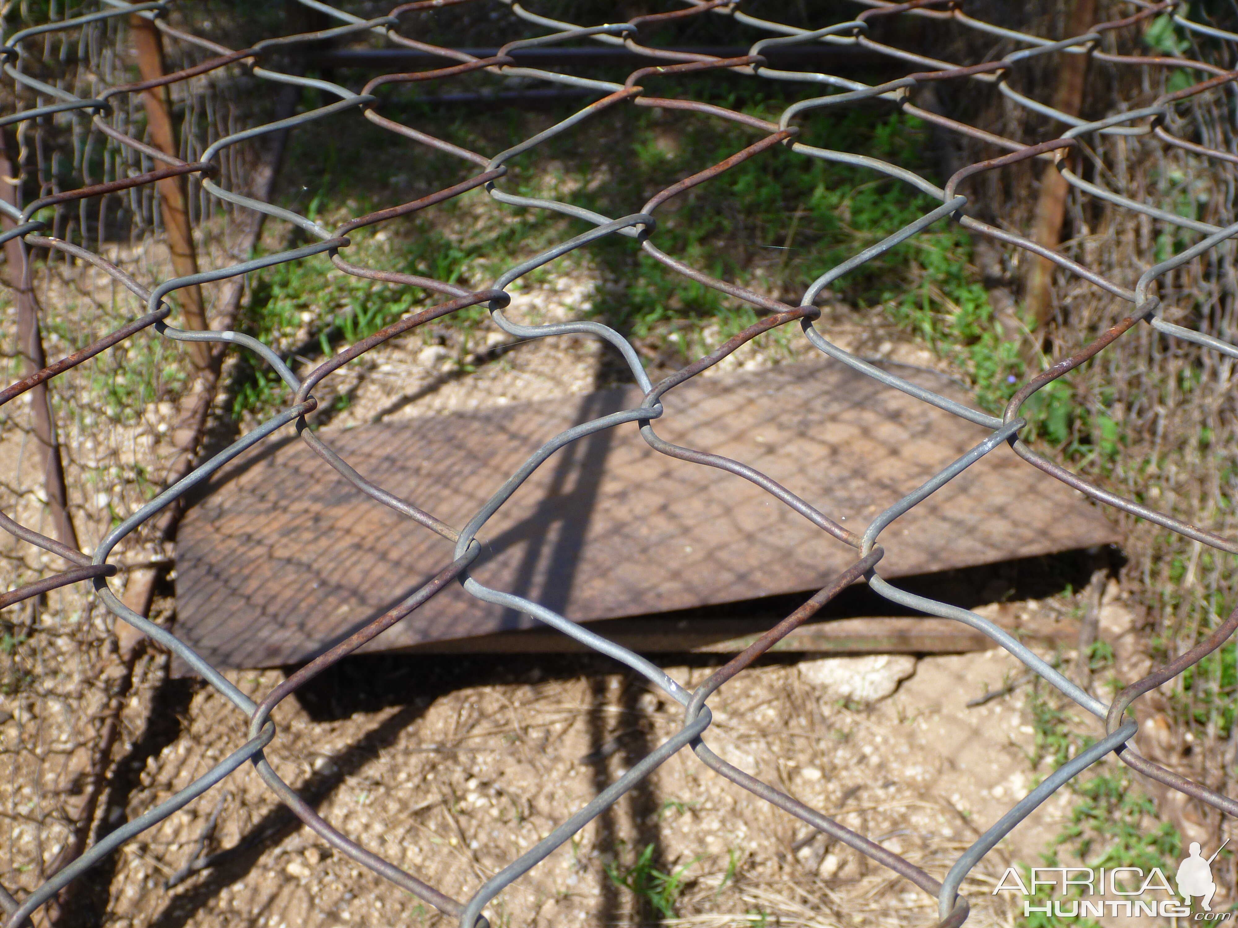 Cheetah trap by scat rocks Namibia