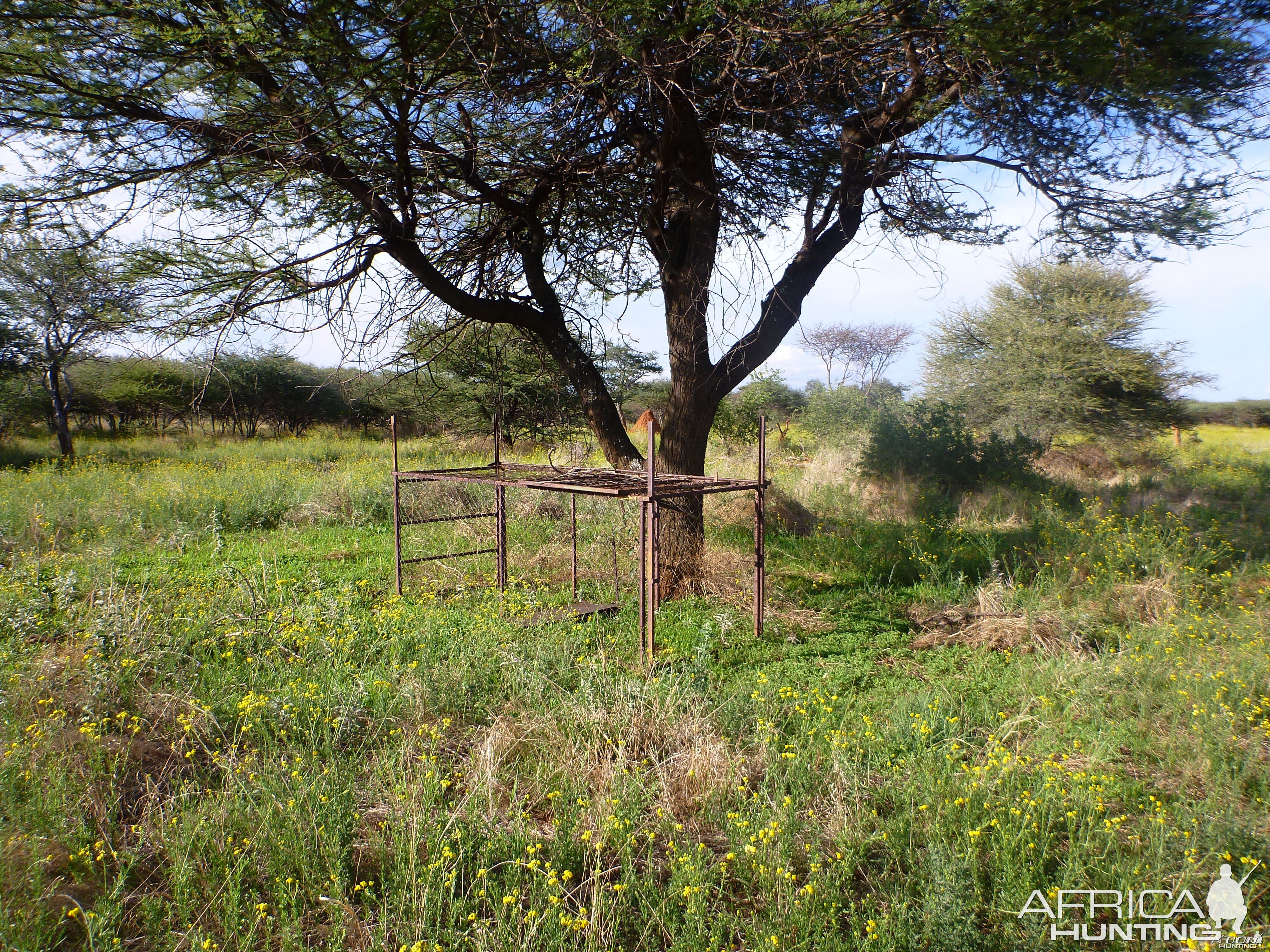 Cheetah trap