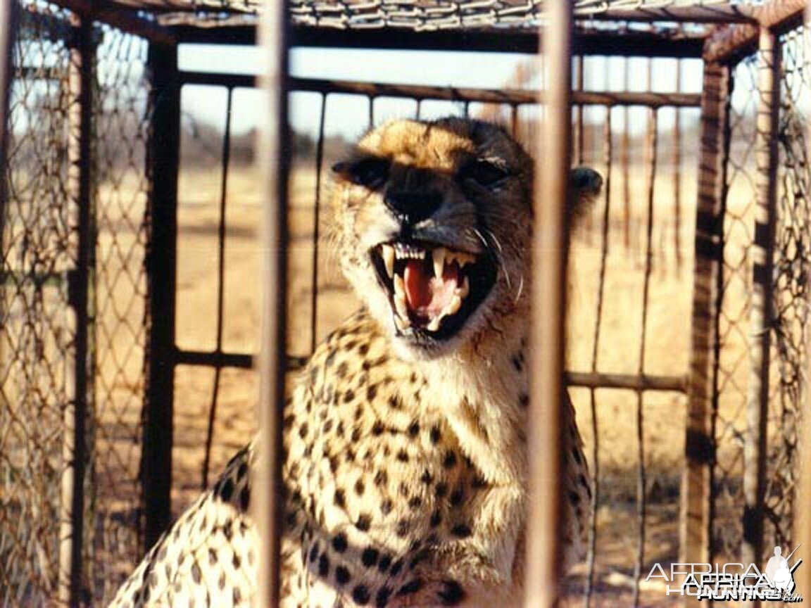 Cheetah waiting to be relocated