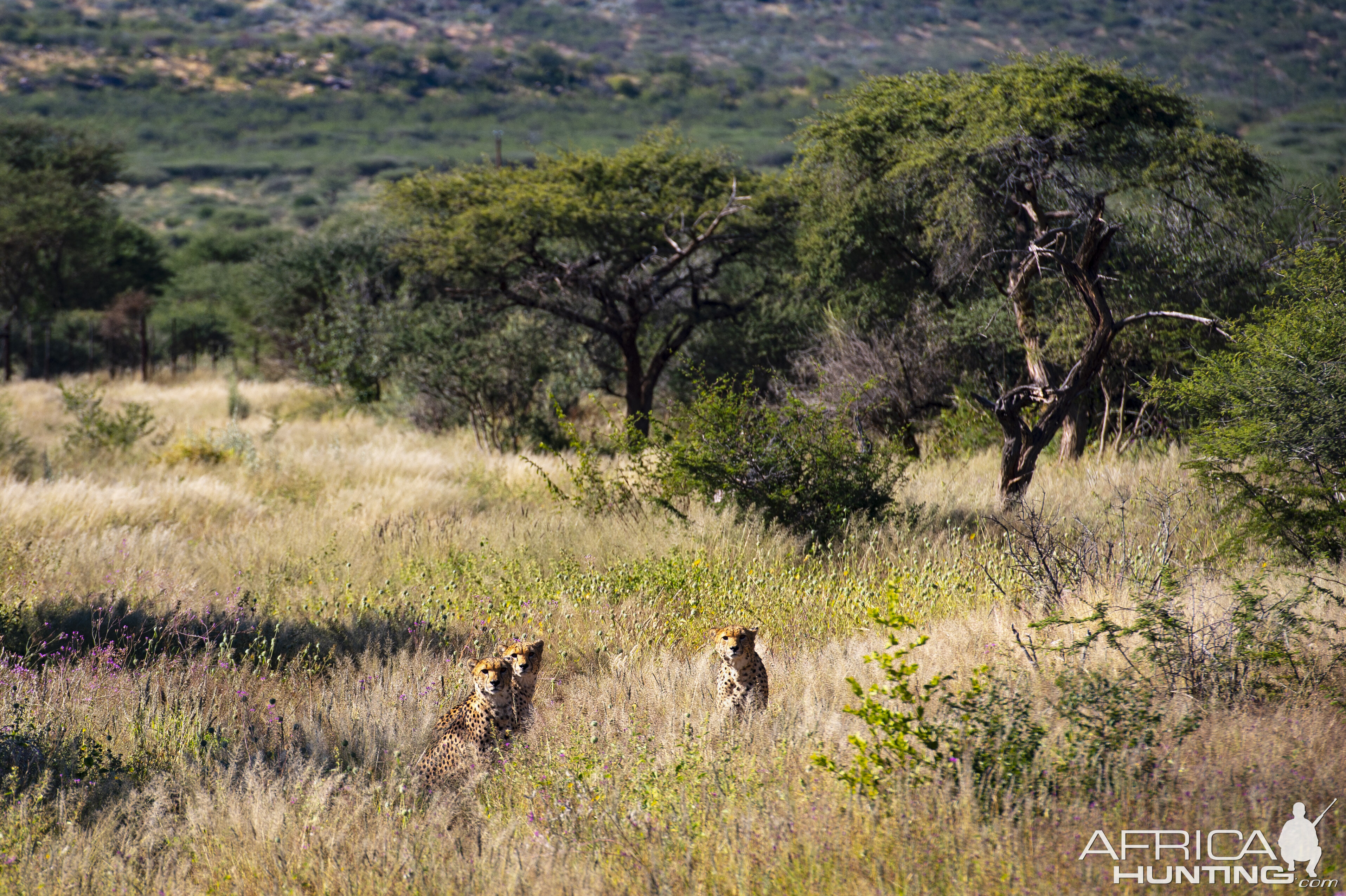 Cheetah Wildlife Namibia